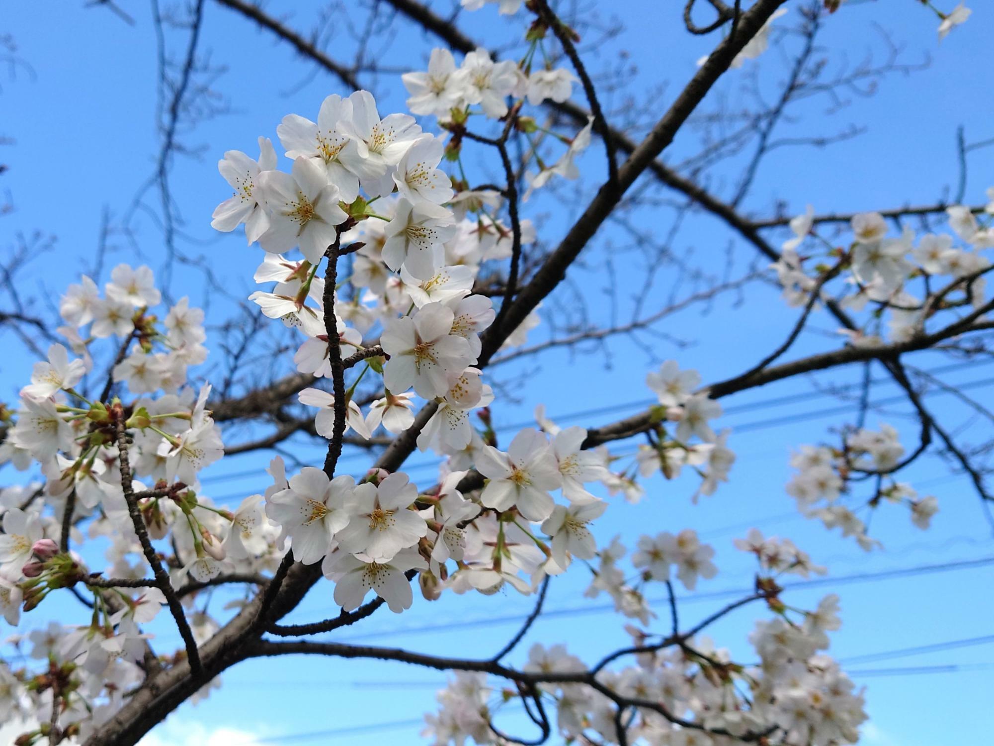 3月27日撮影時点では桜並木のほとんどが咲いていませんでしたが、いくつかの木は咲いていましたよ