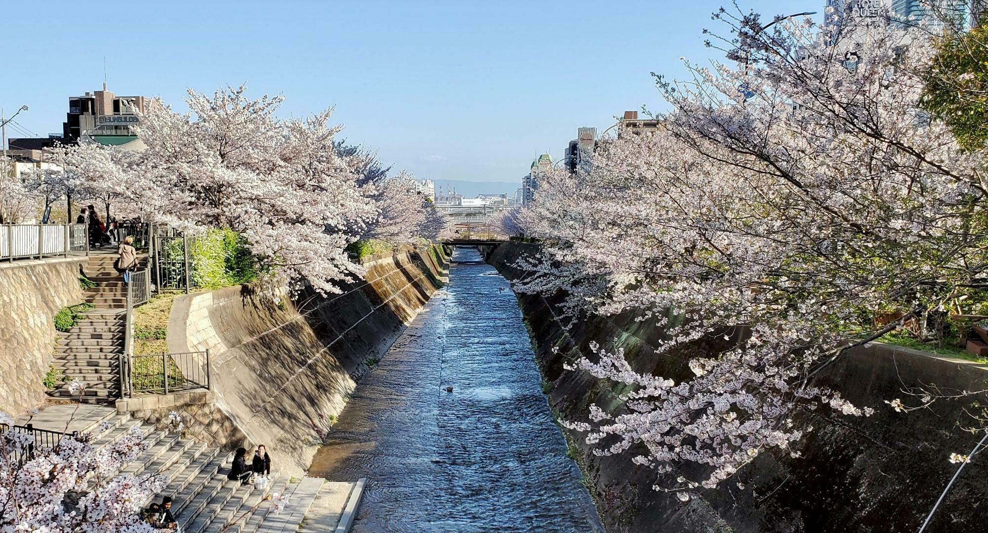 桜のシーズンの生田川