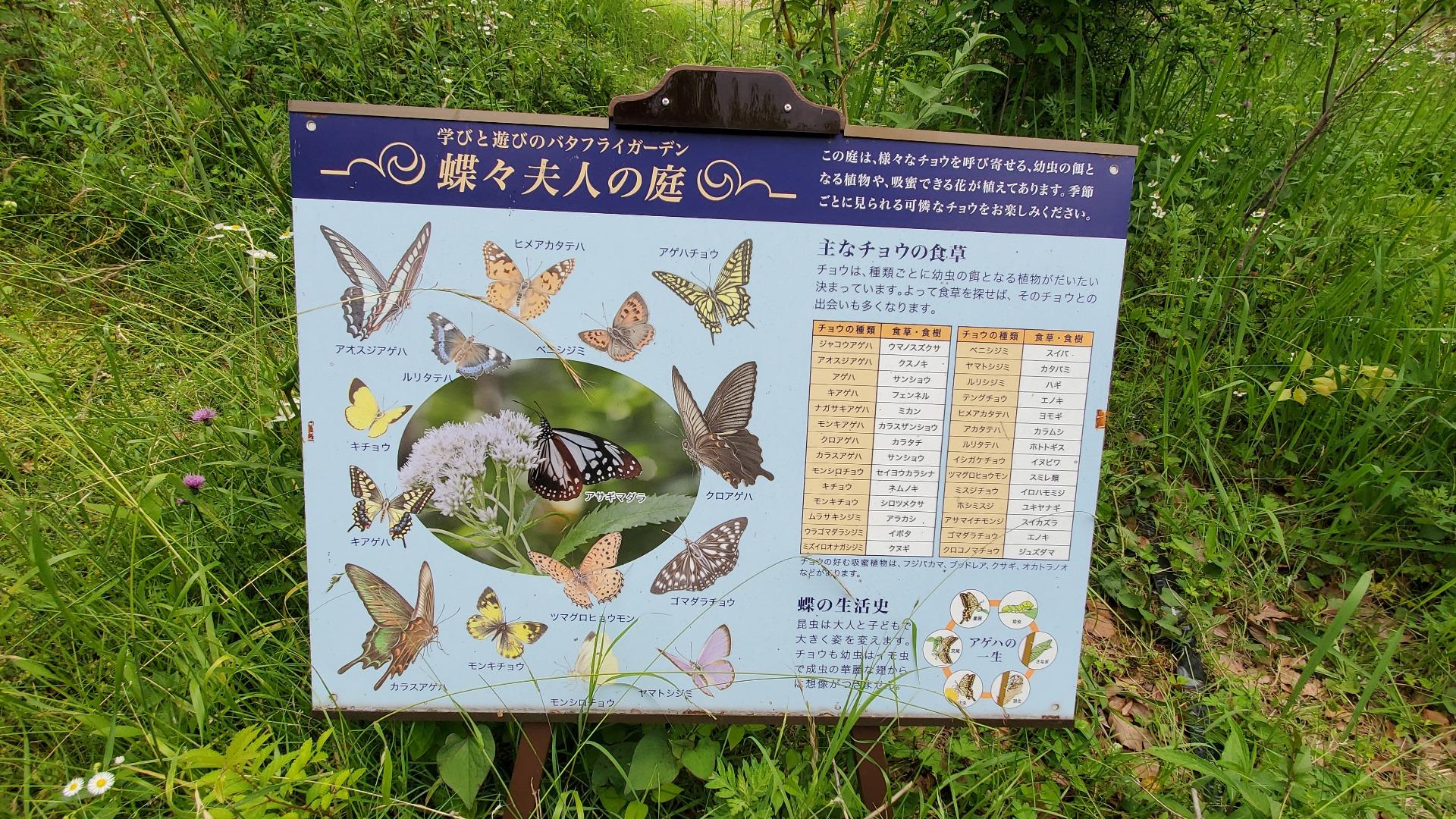 神戸市須磨区】須磨離宮公園の穴場、蝶が舞うバタフライガーデン