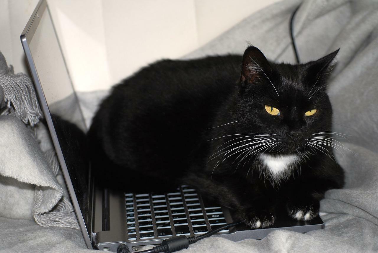 Pixabay　強制的に飼い主に休憩をとらせる猫