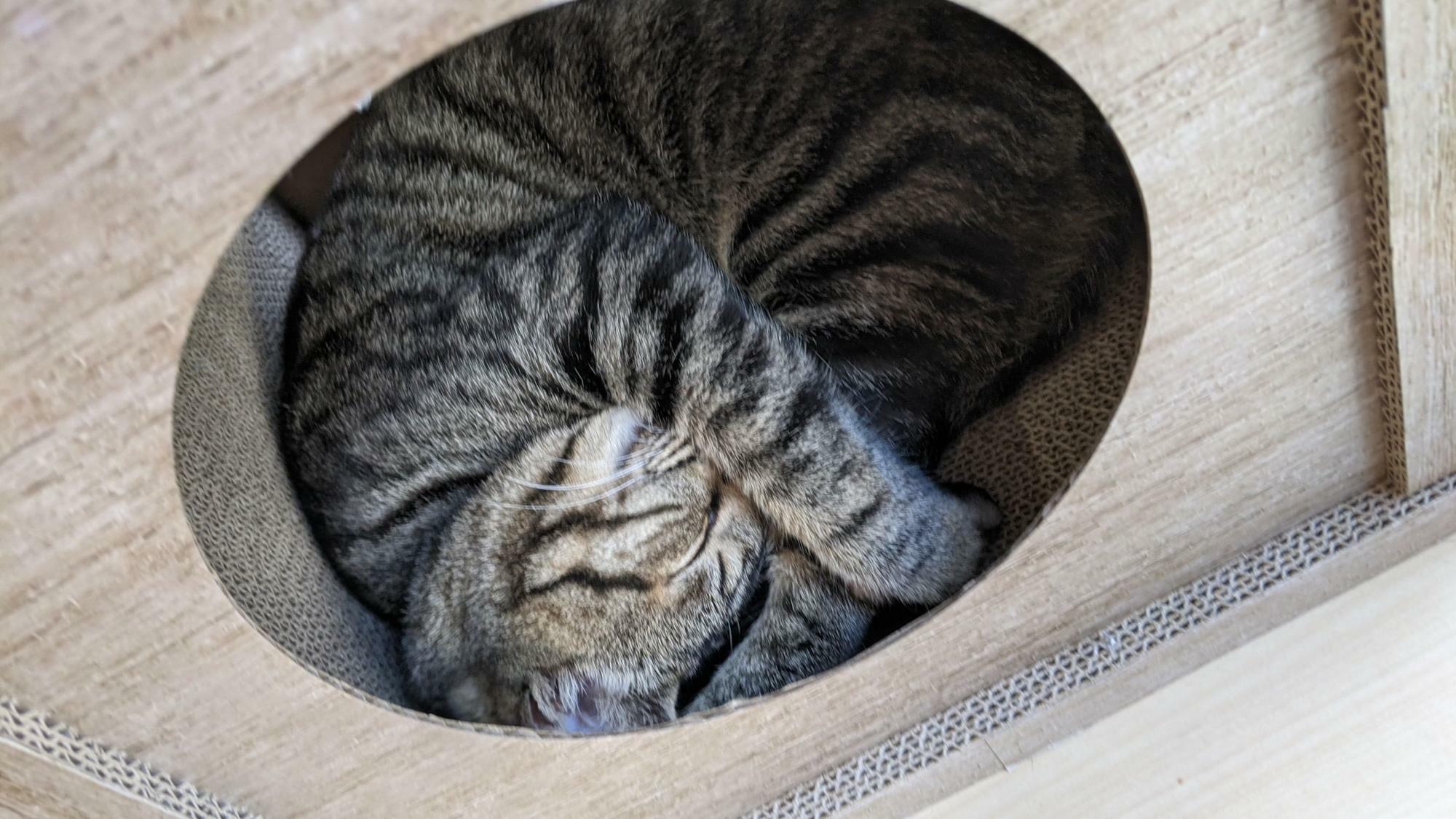 お気に入りの箱で眠る我が家の猫