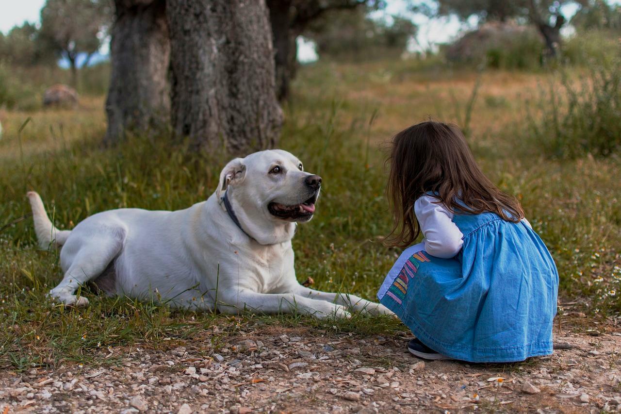 Pixabay　犬と人間の子どもでは言葉の「理解」が違う？
