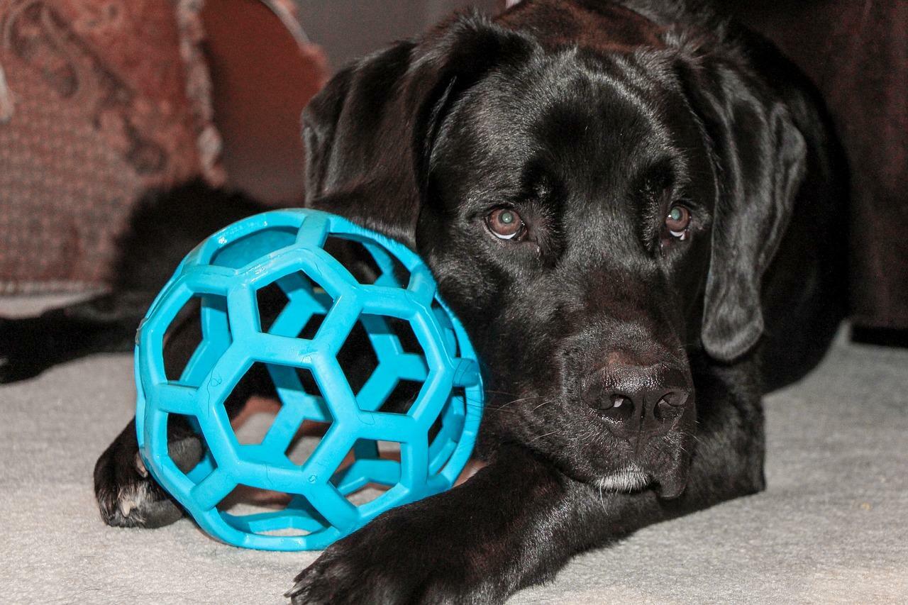 Pixabay　犬は「ボール」という言葉で頭にボールをイメージできる