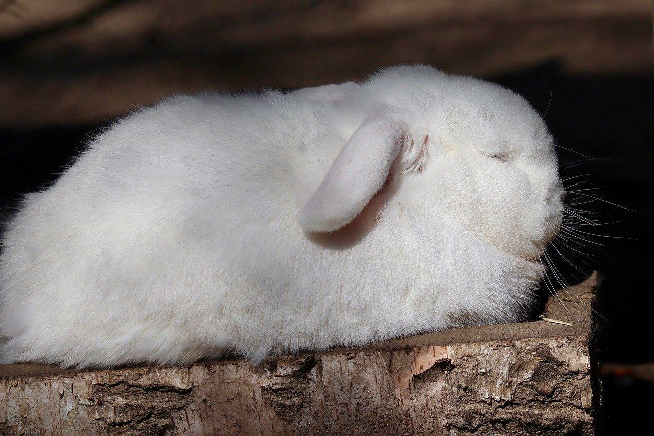 Pixabay　ウサギは丸まって眠っているだけでも不調を示すことがある