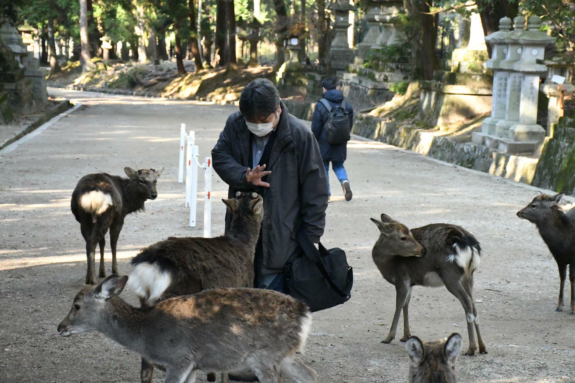 奈良のシカは野生動物なのに人慣れしている（撮影：高木俊人先生）