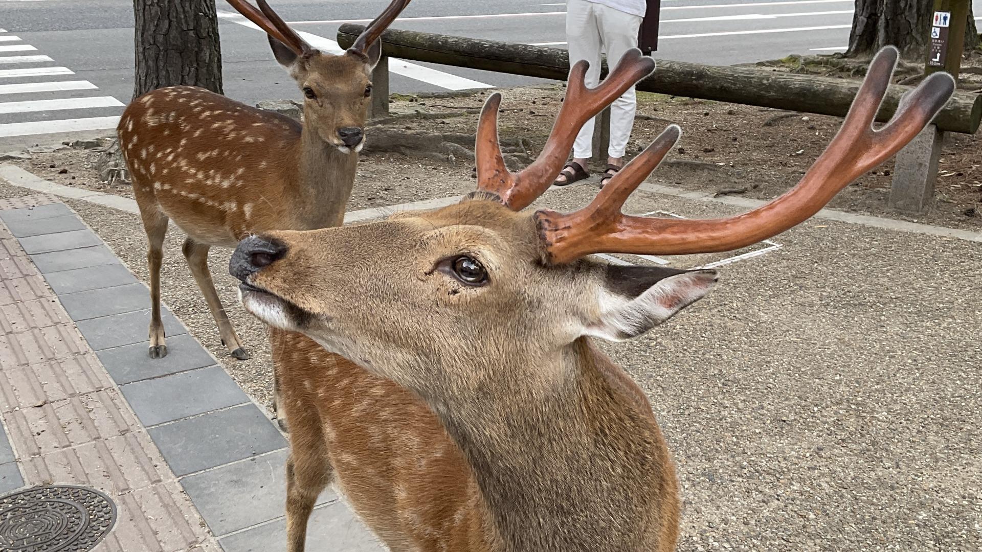 奈良公園のシカは何が特別なのか？1000年の歴史を守るために今考えるべきこと（いわさきはるか） - エキスパート - Yahoo!ニュース