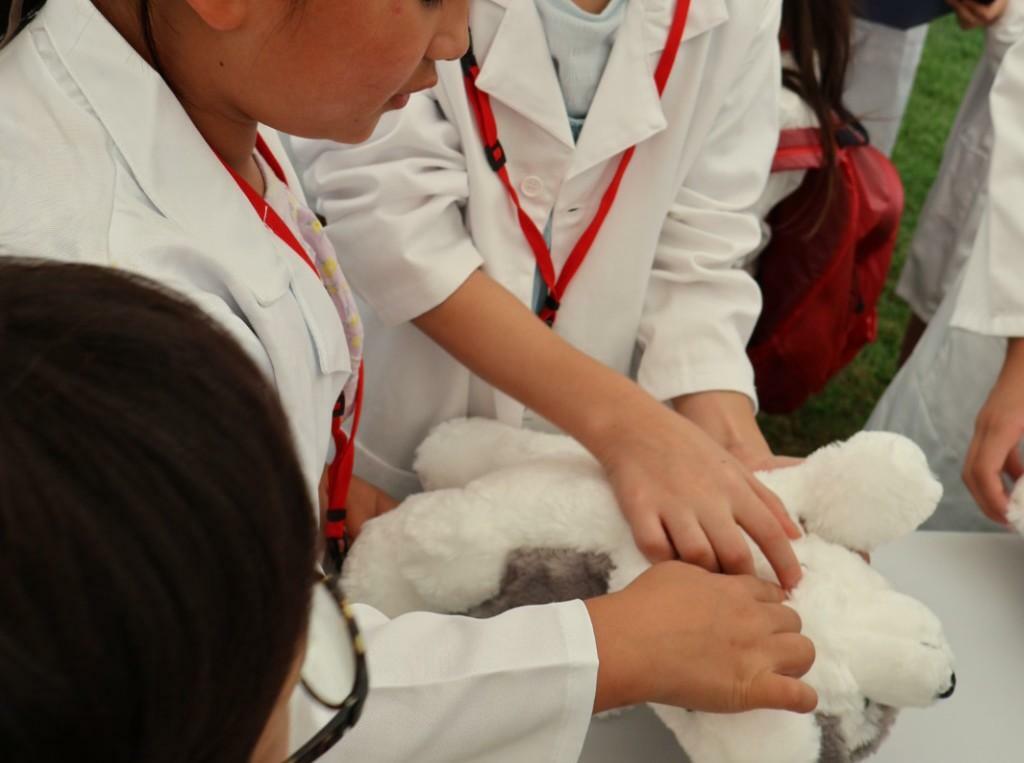 犬のぬいぐるみでマダニを探す練習（撮影：いわさきはるか）