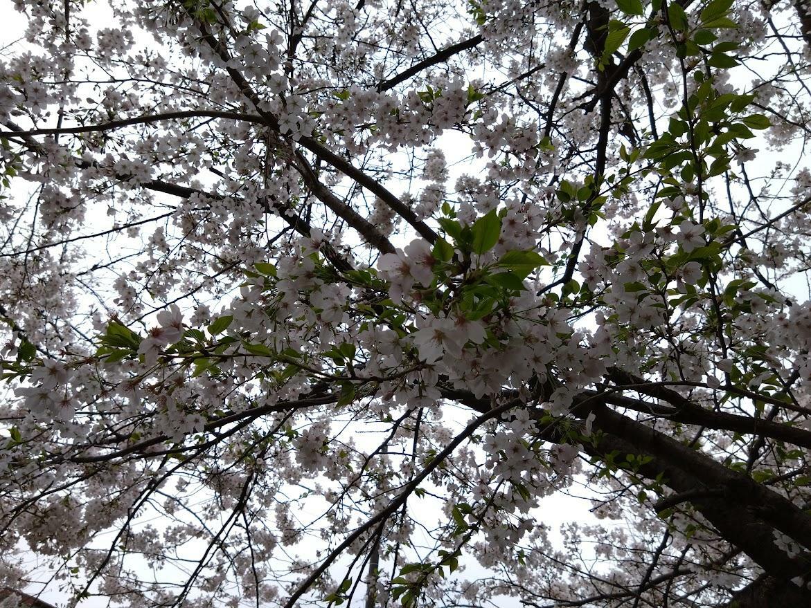 4月5日、渋川沿い、法政二中・高前付近の桜