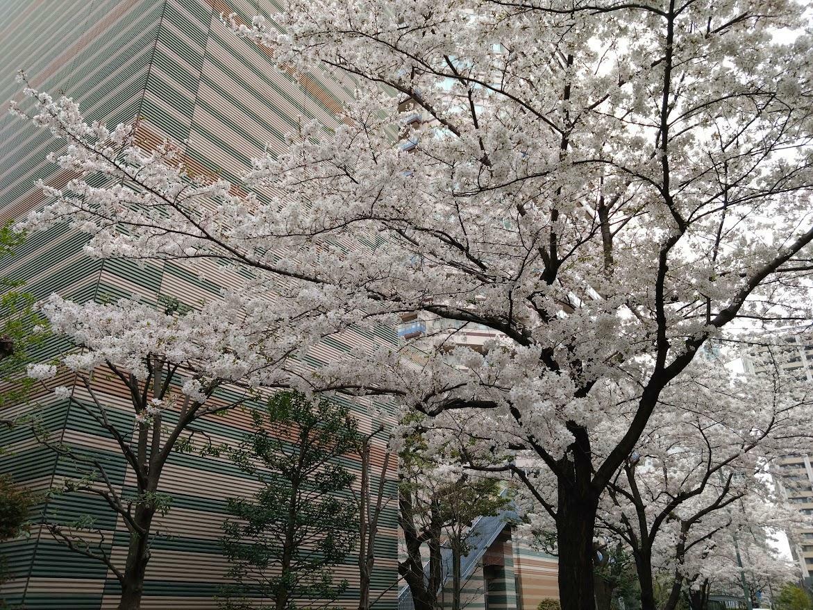 4月5日、グランツリー正面口前付近の桜並木