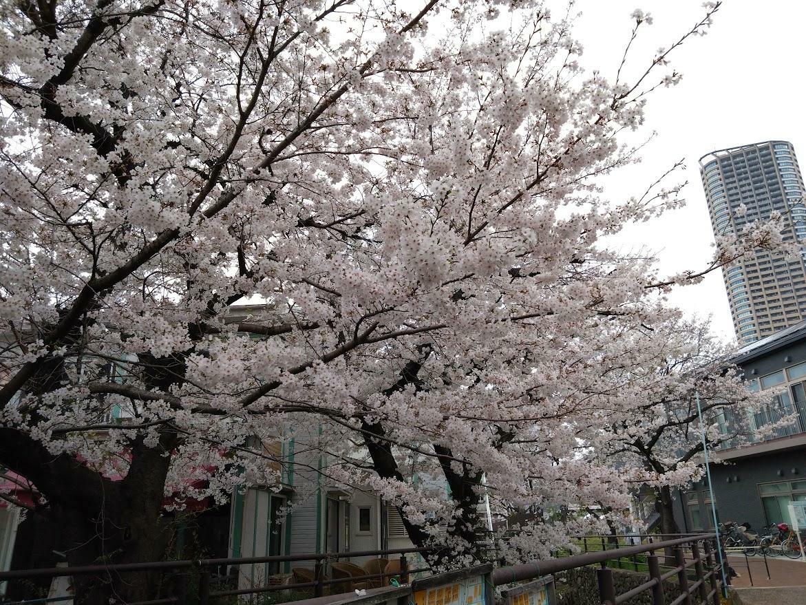 4月5日、今井中央橋から見る桜