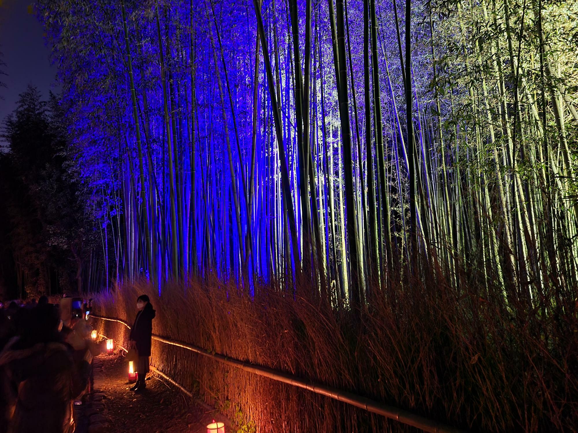ブルーや白色のライトに照らされた竹林の小径