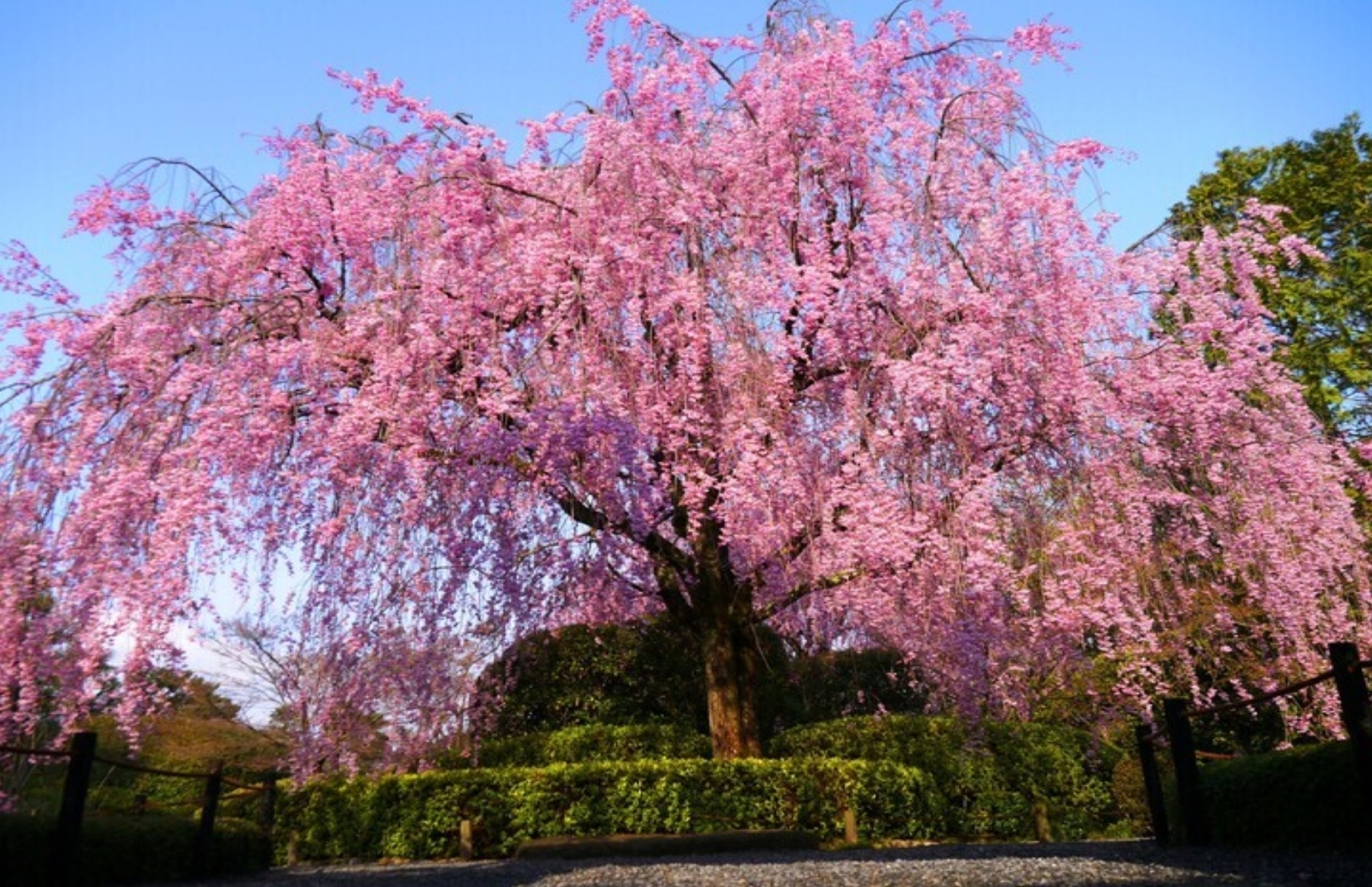 春の特別早朝拝観・散策「妙心寺 退蔵院」京都ブライトンホテル提供