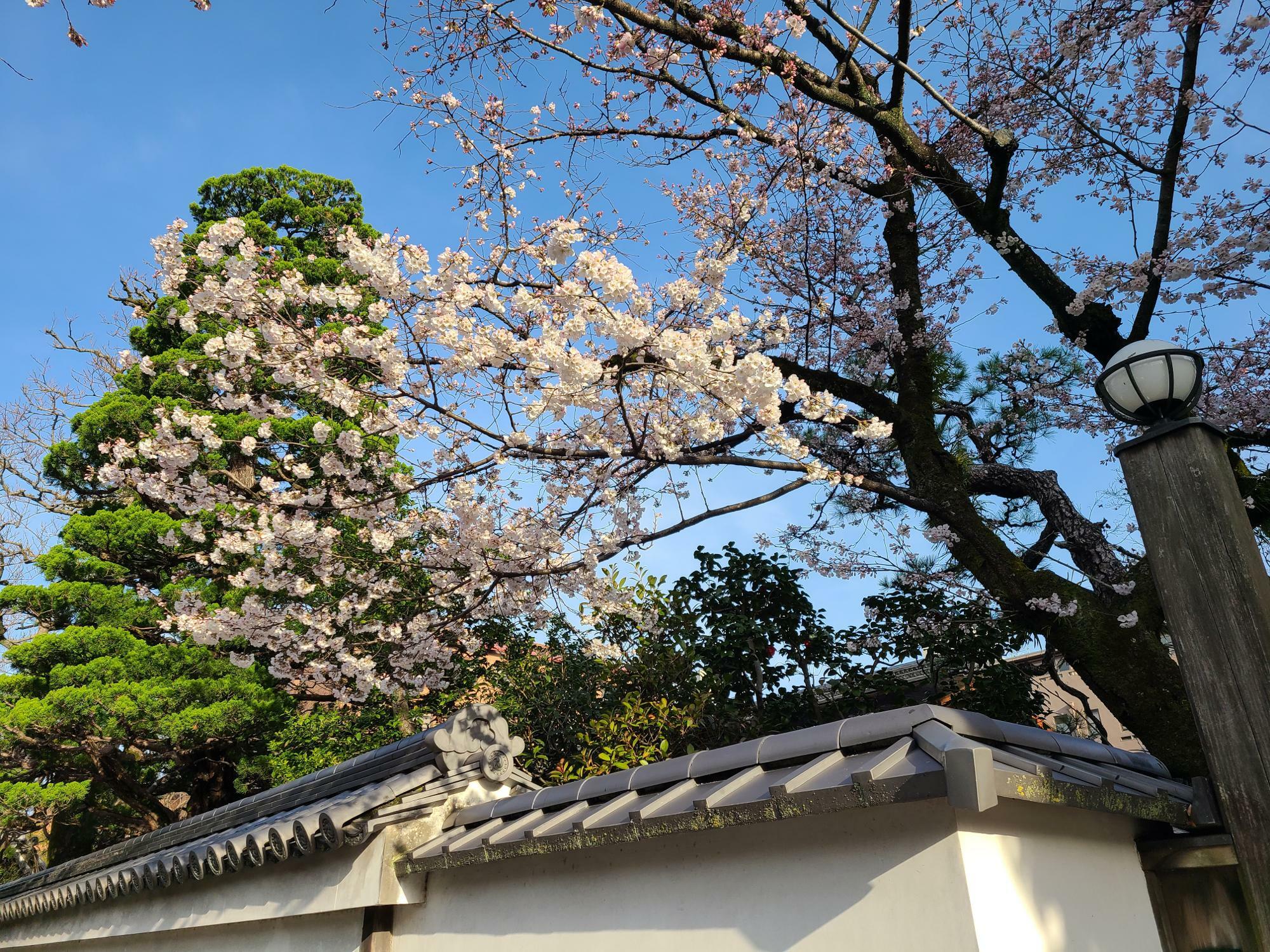 春を告げる冷泉家の桜