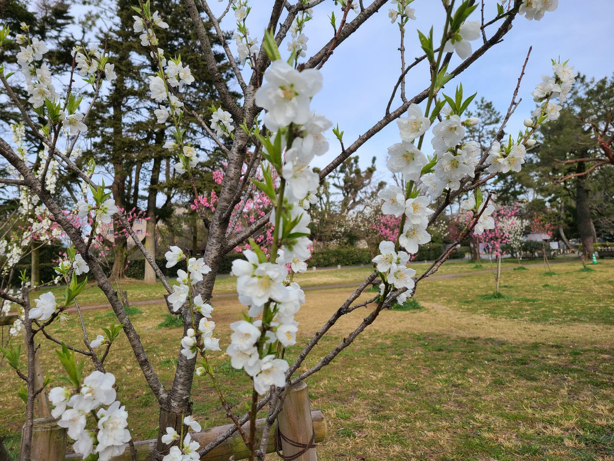 京都御所内では桃の花も綺麗に