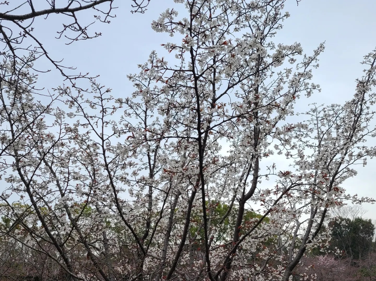 小畑川沿いには約800本の桜の木