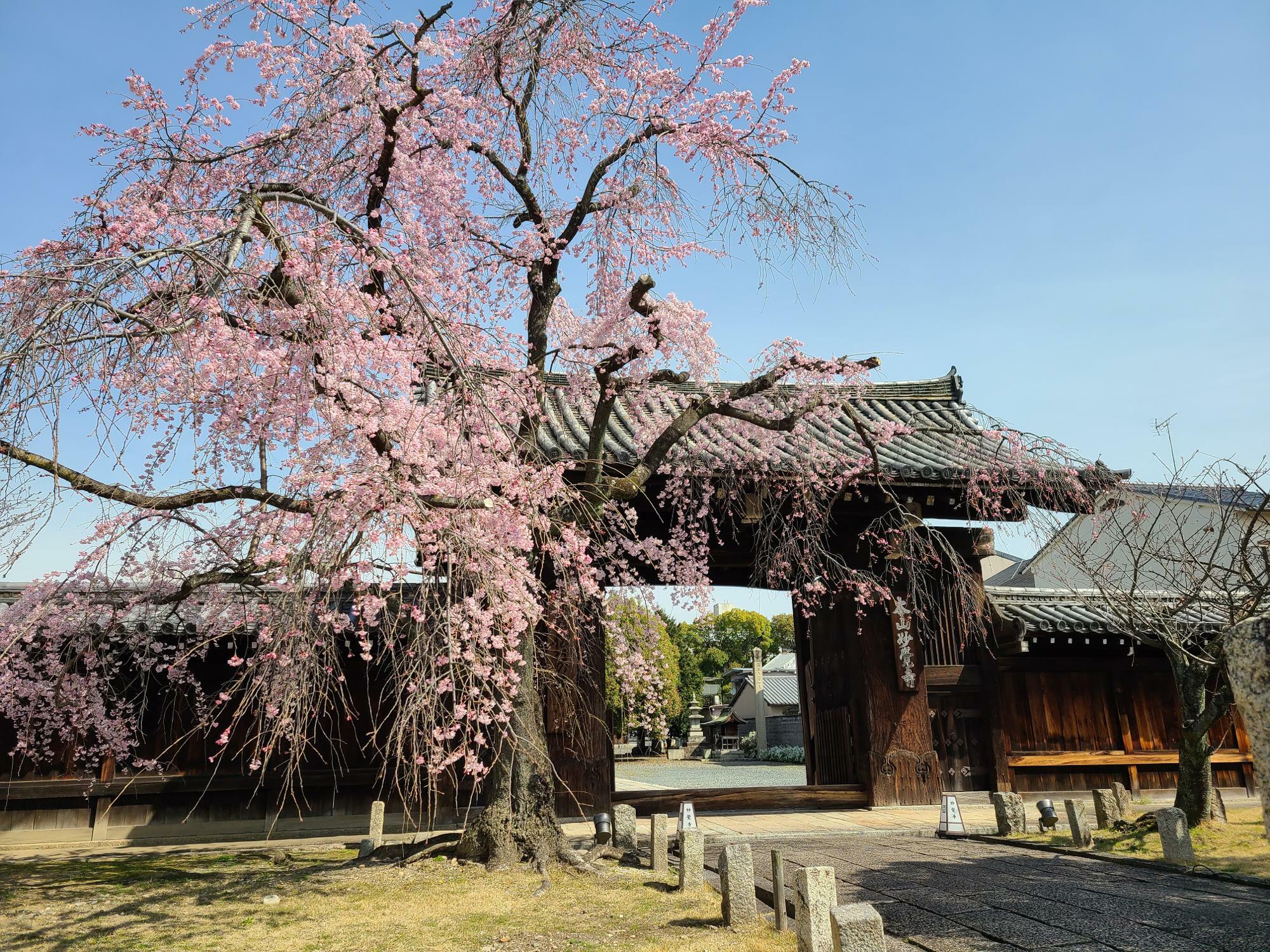 妙覚寺大門前の枝垂桜