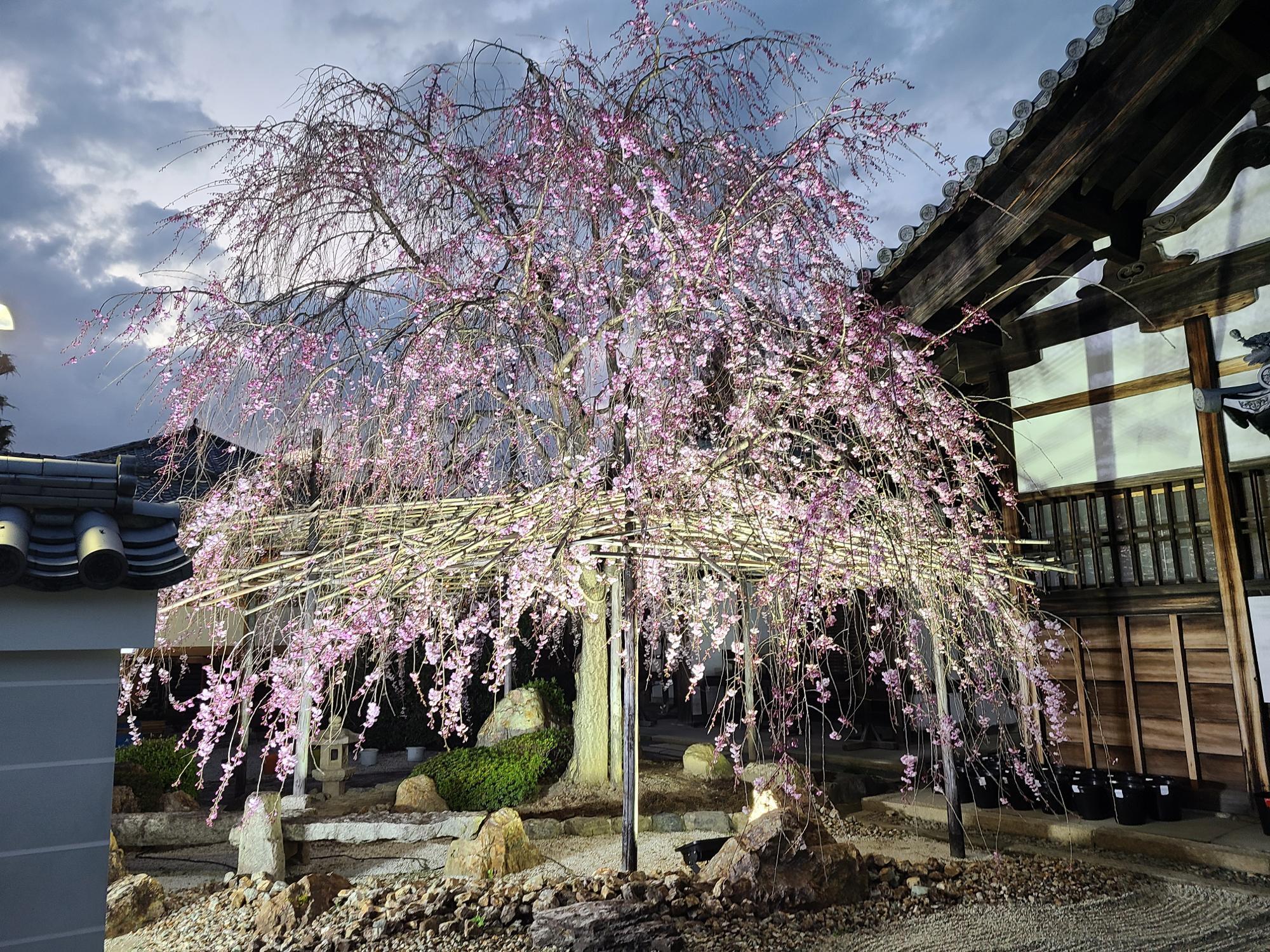 京都上京区】桜満開の西陣の寺がまるごと美術館に 幻想的空間の