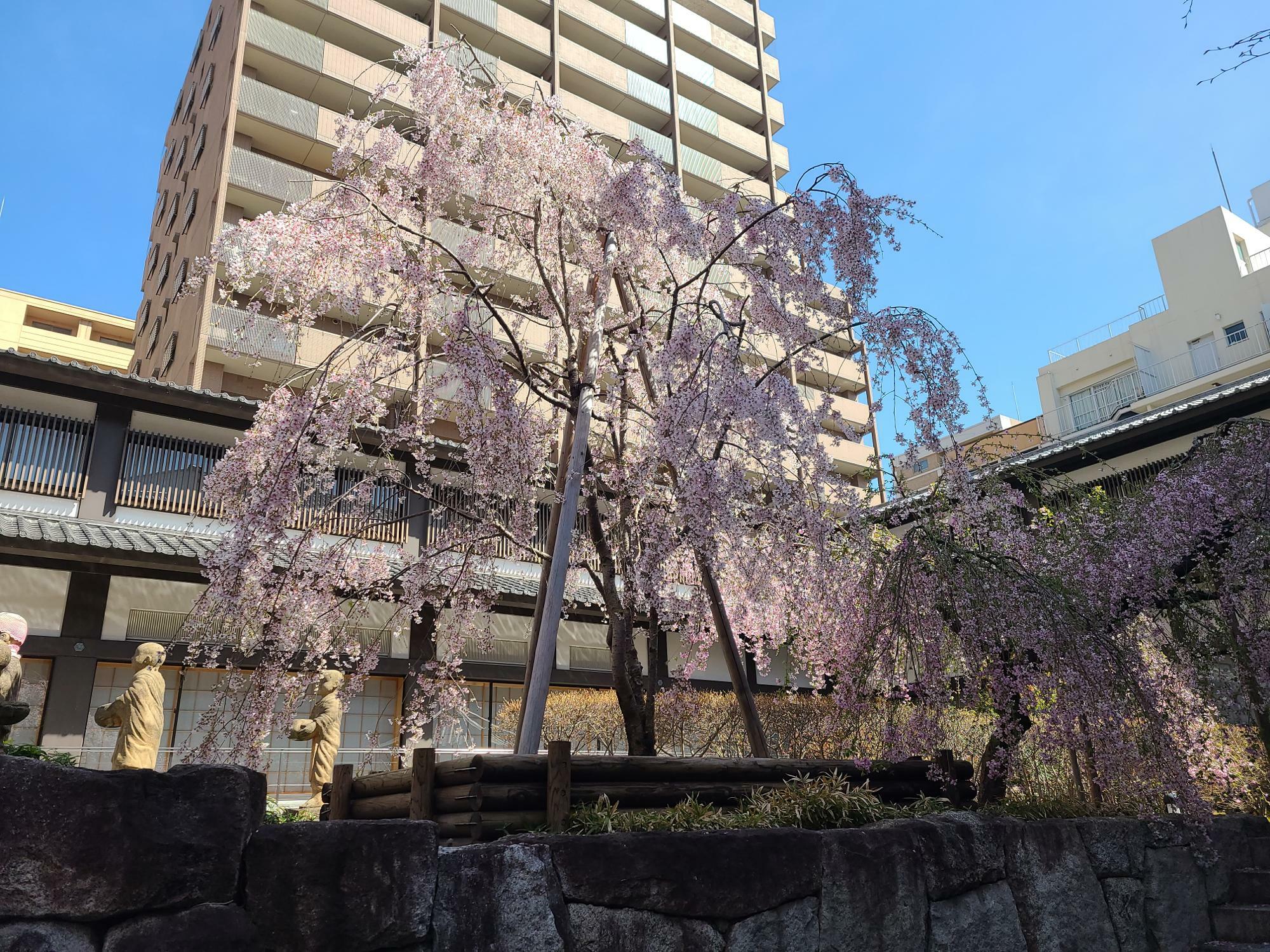 京都のおへそ六角堂の枝垂桜