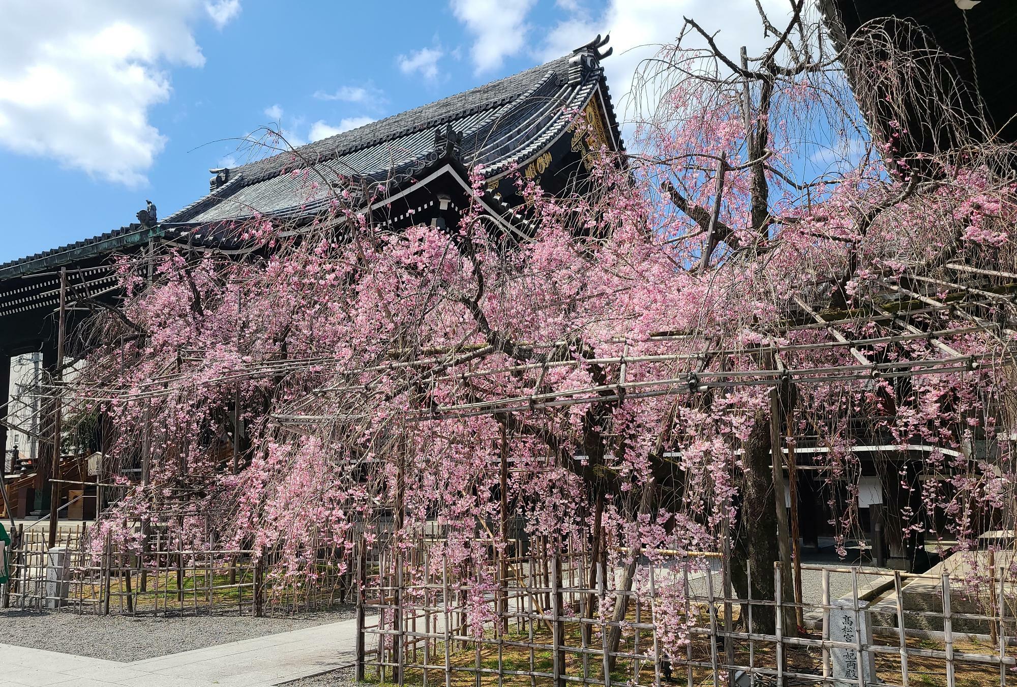 仏光寺の枝垂桜