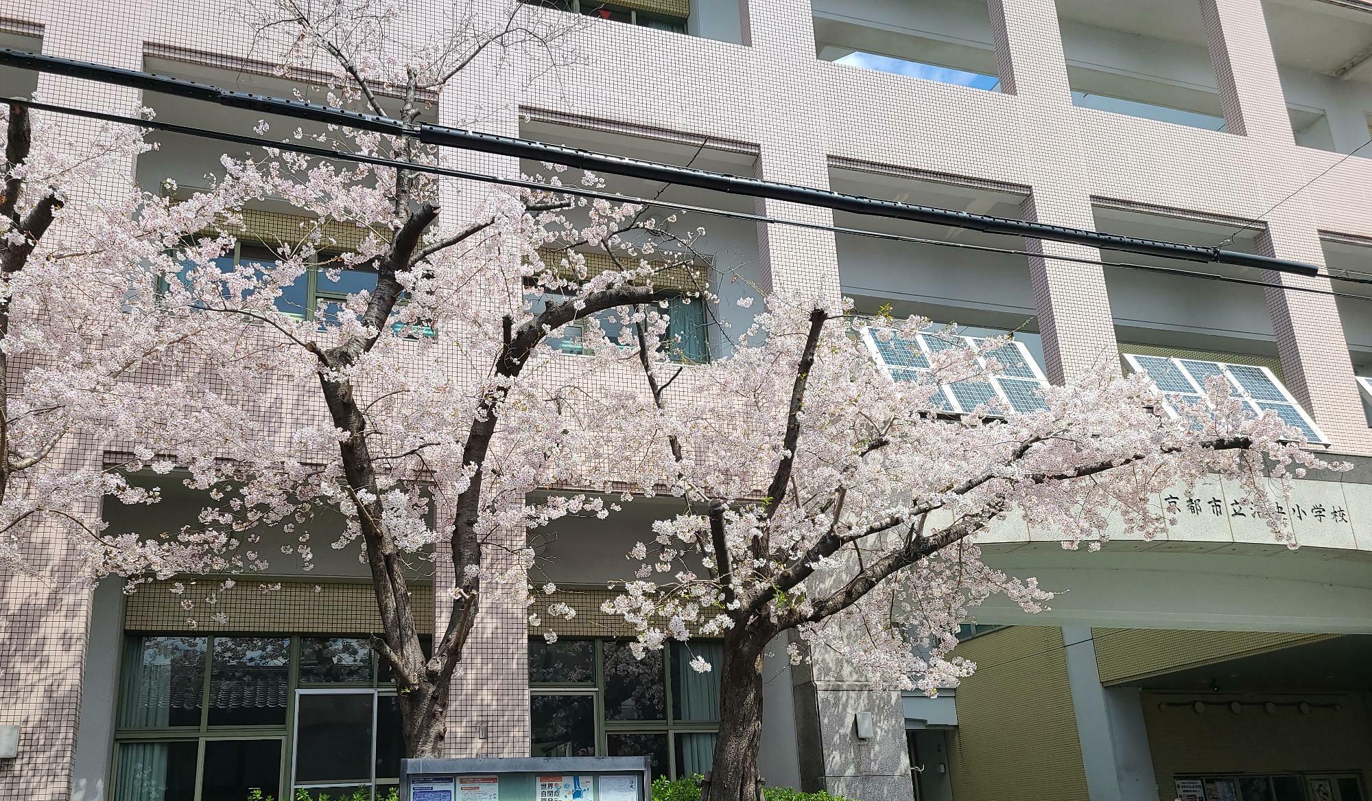 洛央小学校前の桜
