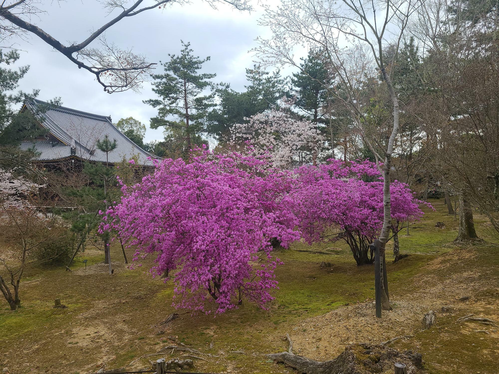 仁和寺の桜と三つ葉つつじ