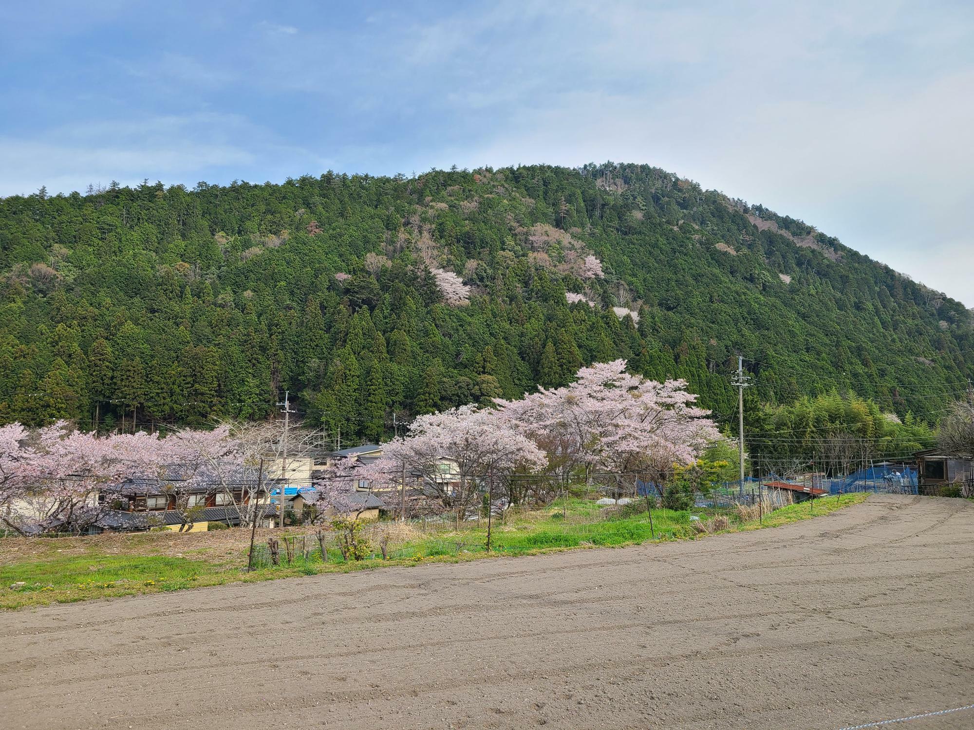 紫蘇畑の向こうの山間や麓にところどころ桜の花