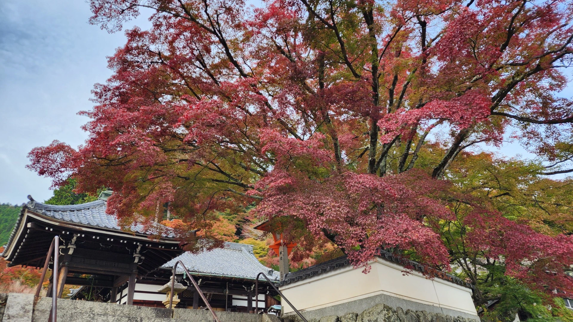 京都市西京区】玉の輿伝承の寺 西山三山の一つ善峯寺でまもなく紅葉が 