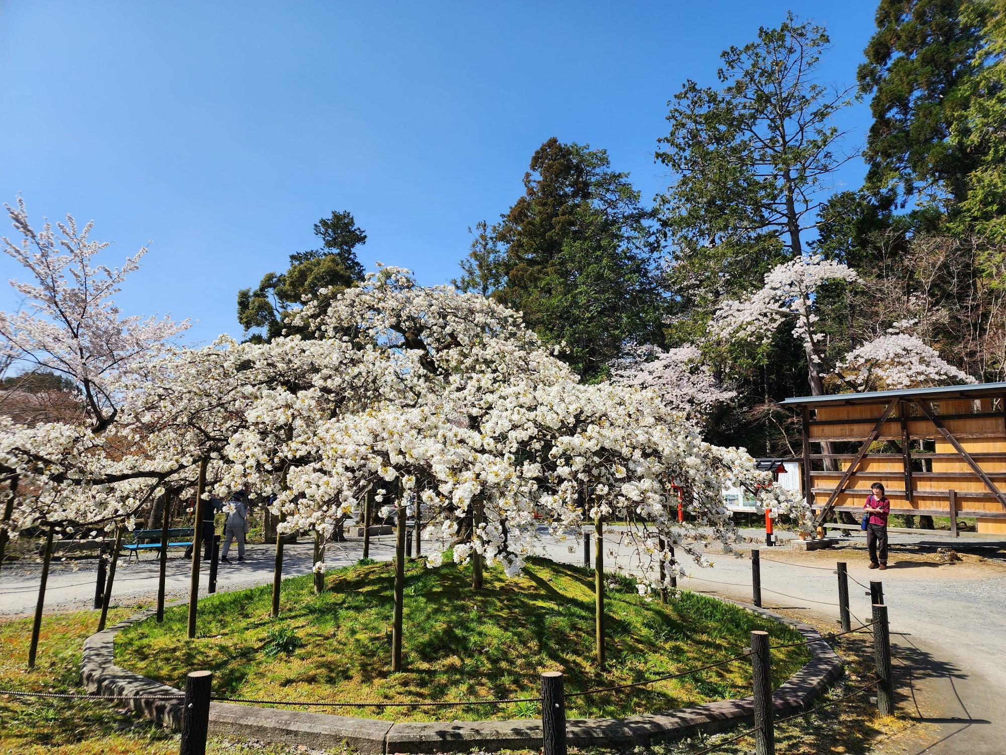 大原野神社の千眼桜　2023年4月