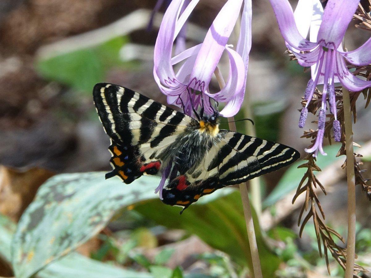 西山自然保護ネットワーク　中川光博共同代表提供　2023年4月7日　カタクリから吸蜜するギフチョウ