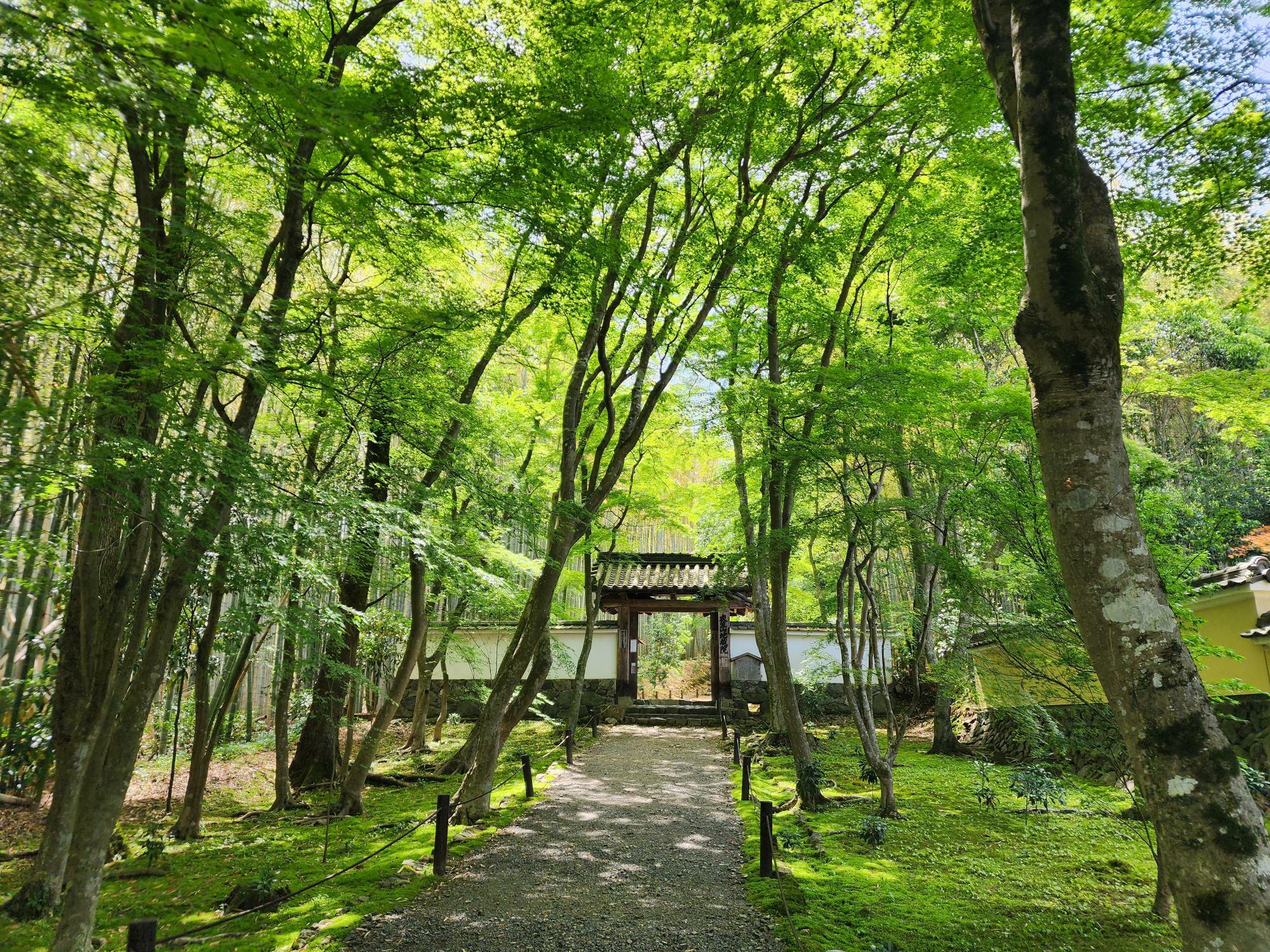 新緑に覆われる竹の寺　地蔵院