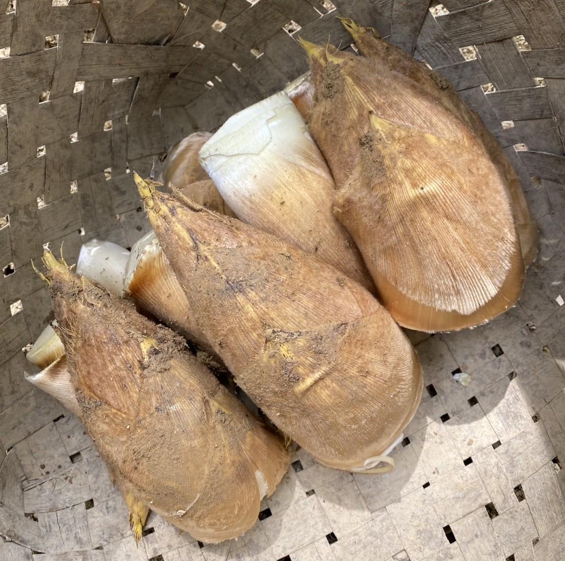 定番人気！ 京都市西京区】たけのこ最盛期 日本一のブランドたけのこが 野菜