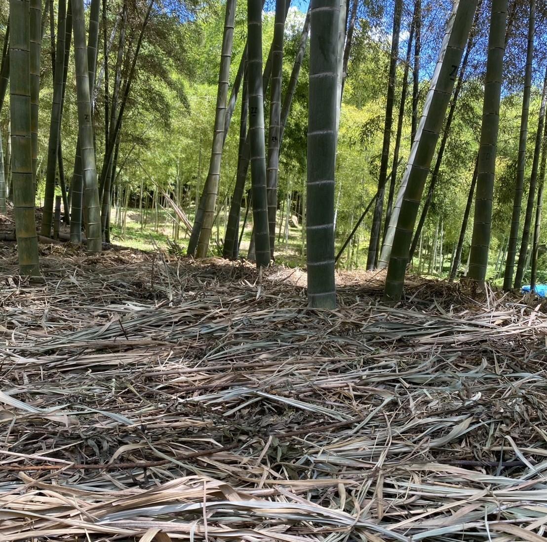 京都市西京区】たけのこ最盛期 日本一のブランドたけのこが
