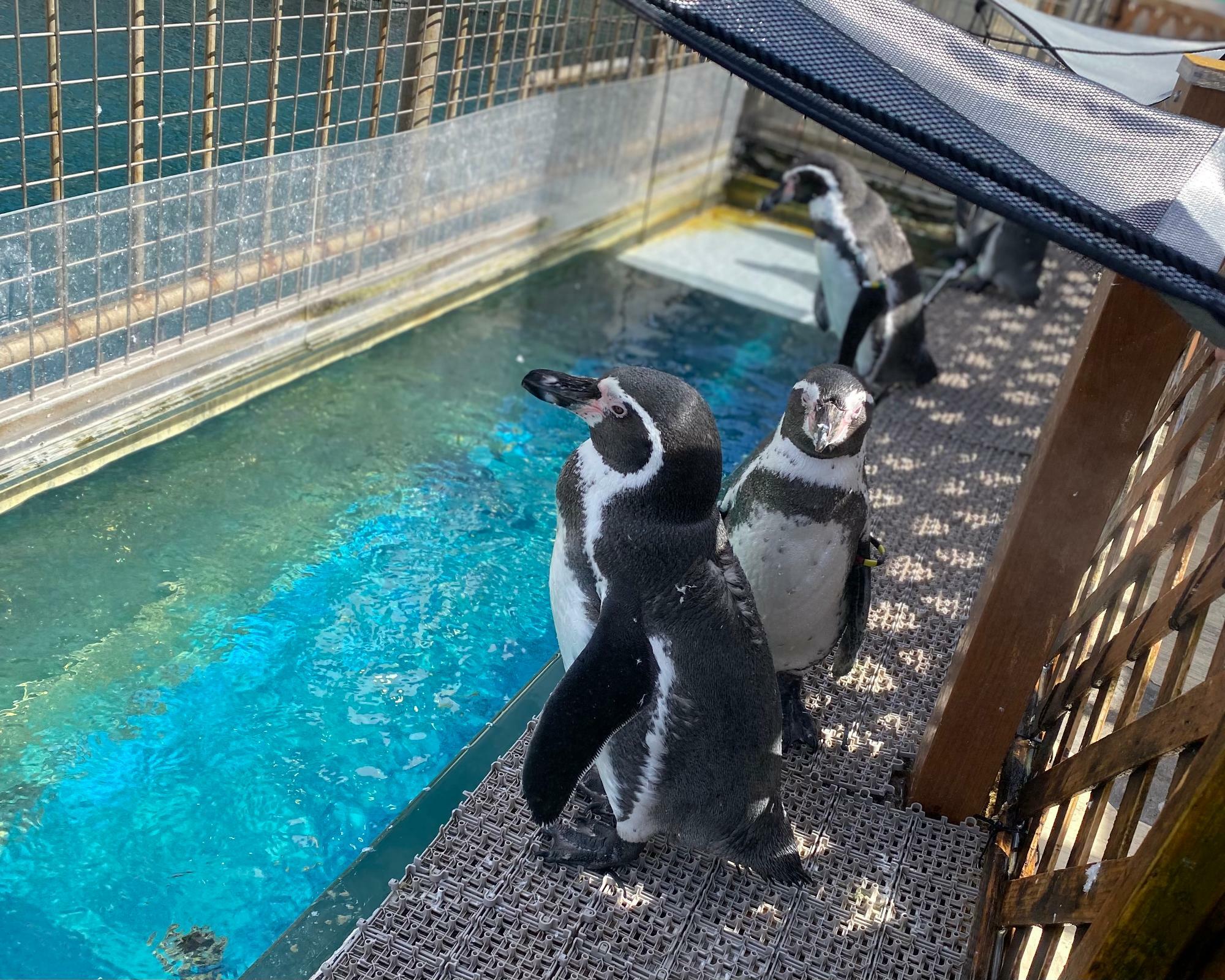 伊豆・三津シーパラダイスにて撮影したペンギンたち