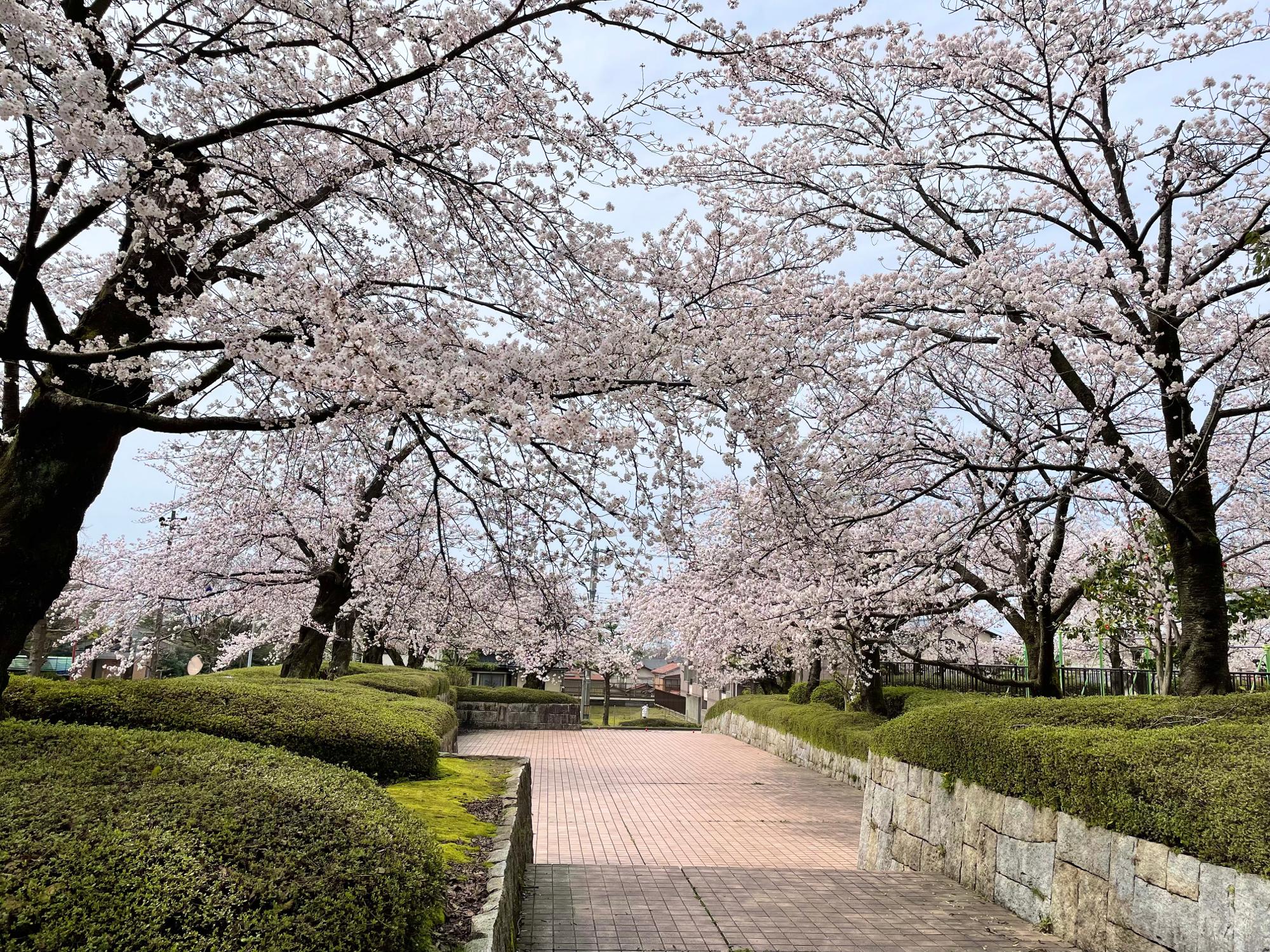 【金沢市】陸上競技場が4/9まで無料開放中！100本の桜並木が魅了する現在の様子（和泉みほ） エキスパート Yahoo!ニュース