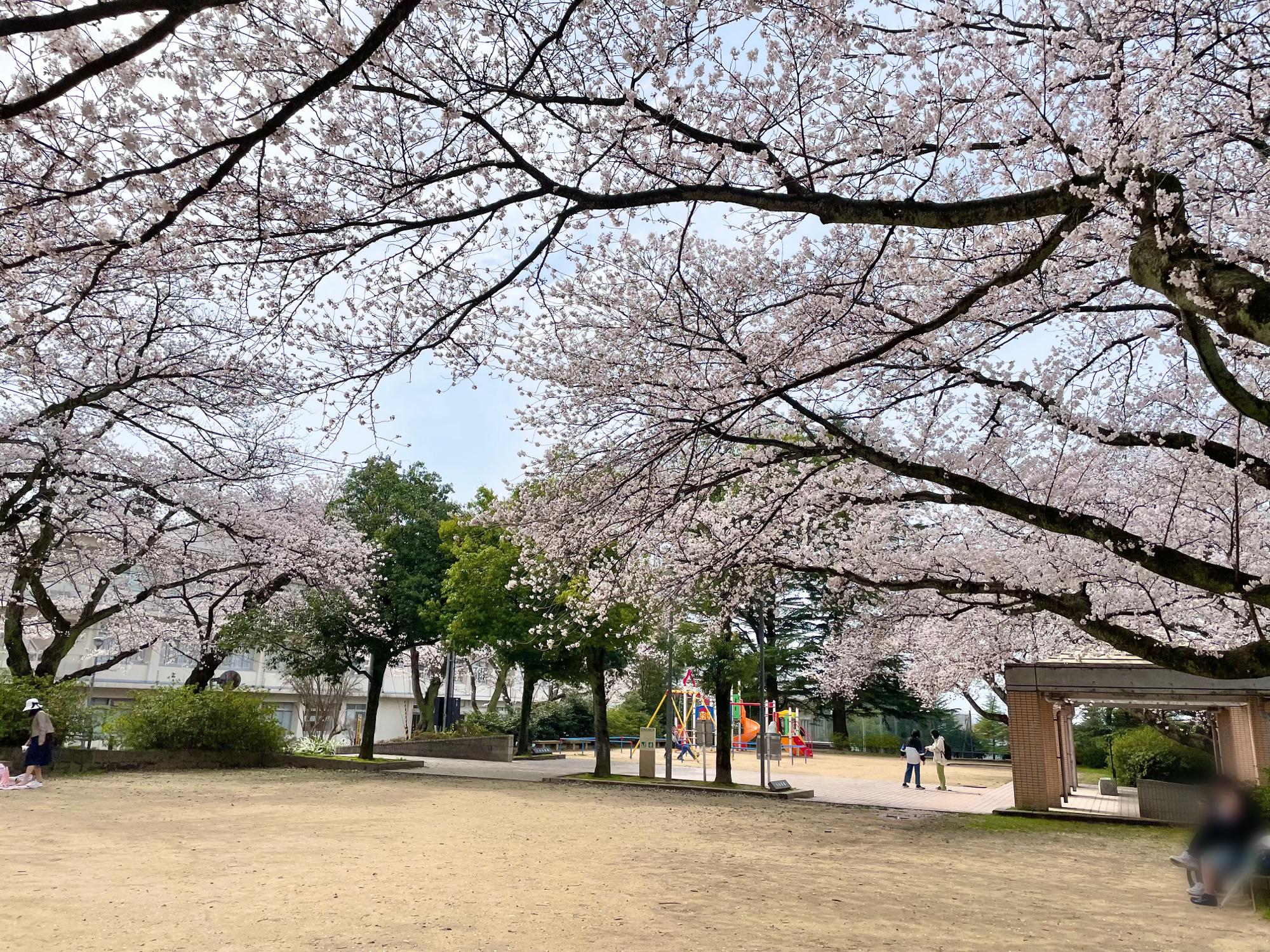 【金沢市】陸上競技場が4/9まで無料開放中！100本の桜並木が魅了する現在の様子（和泉みほ） エキスパート Yahoo!ニュース
