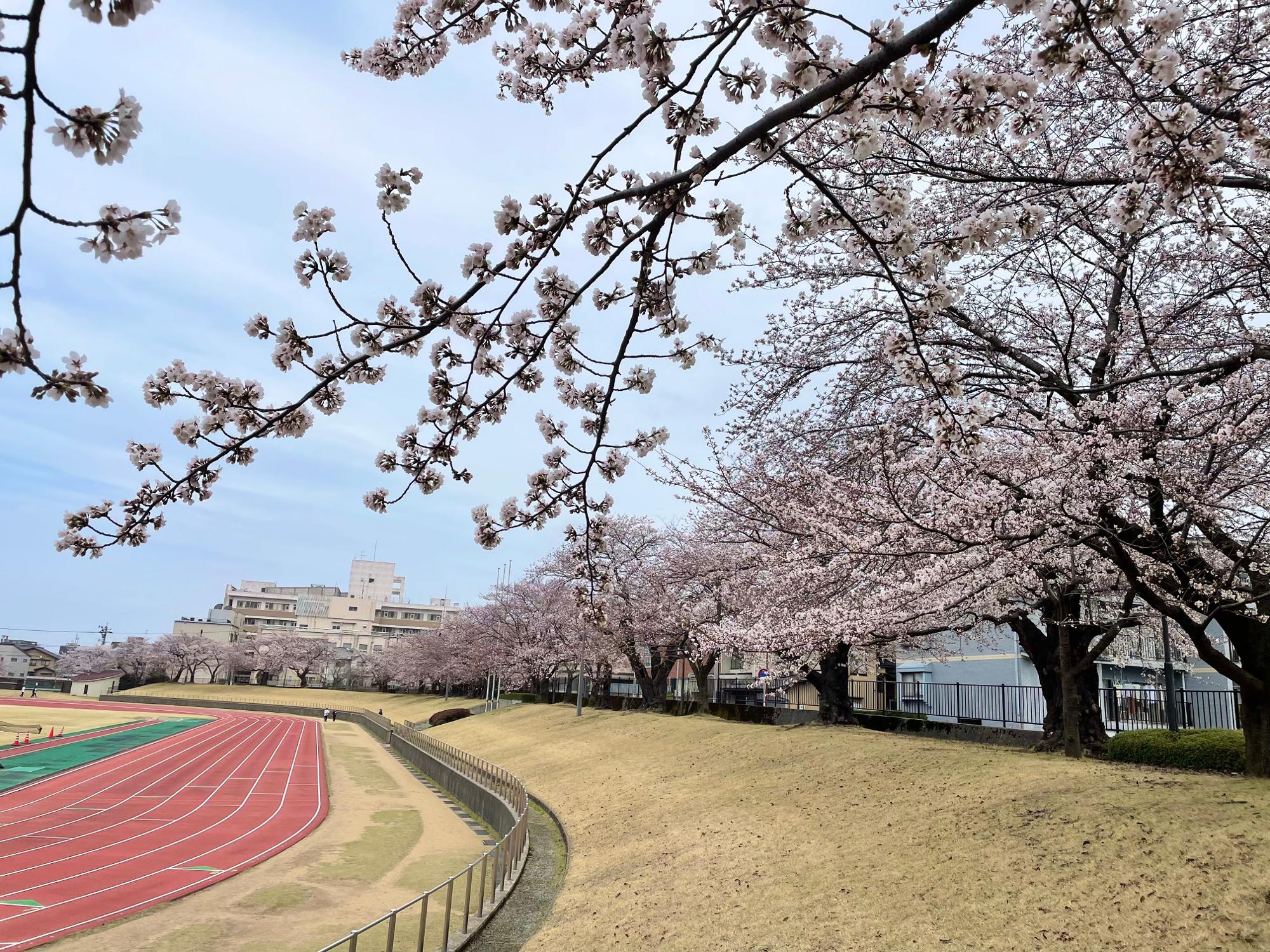 【金沢市】陸上競技場が4/9まで無料開放中!100本の桜並木が魅了する現在の様子(和泉みほ) エキスパート Yahoo!ニュース 【金沢市】陸上競技場が4/9まで無料開放中!100本の桜並木が魅了する現在の様子(和泉みほ) エキスパート Yahoo!ニュース
