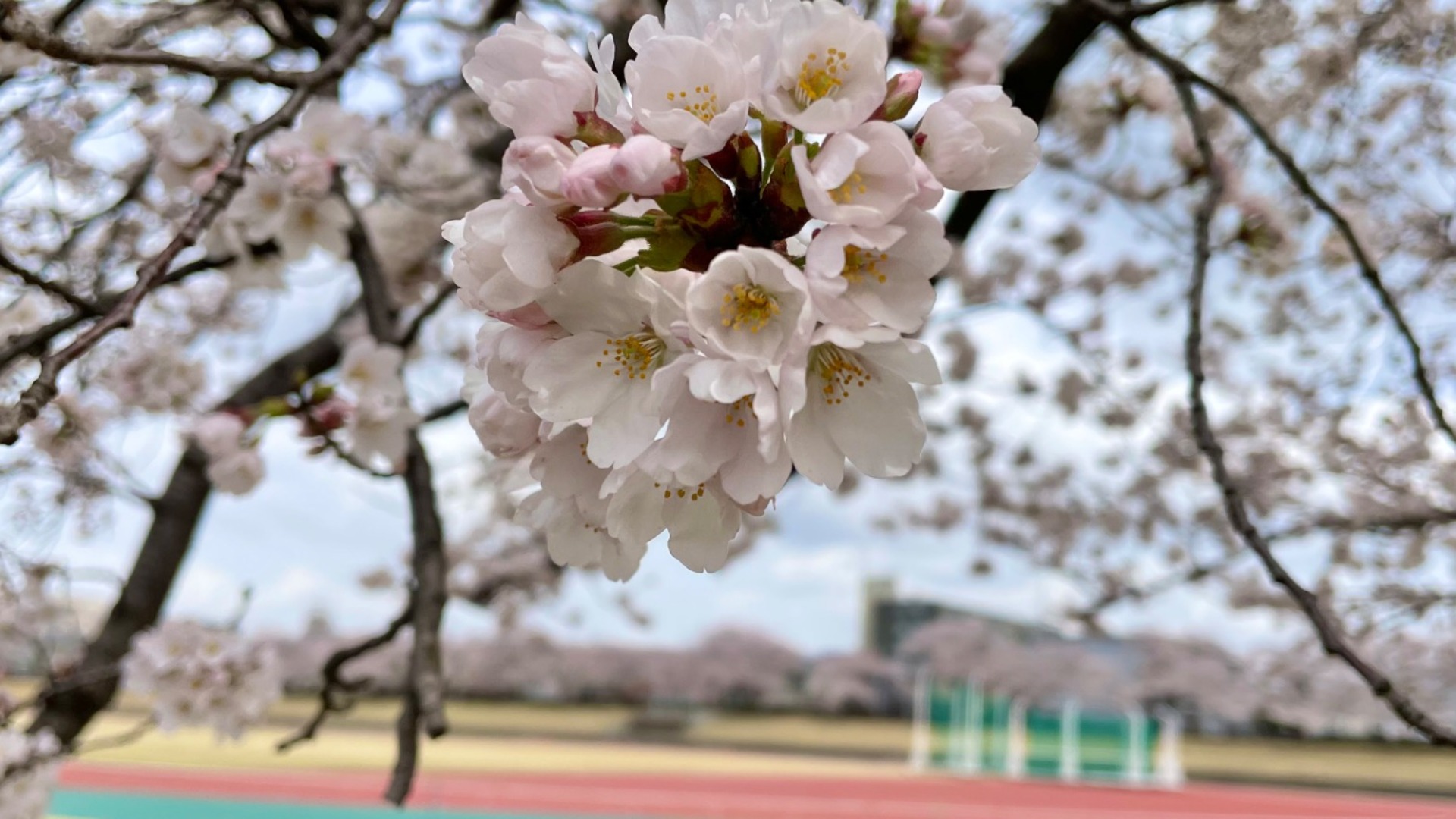 【金沢市】陸上競技場が4/9まで無料開放中！100本の桜並木が魅了する現在の様子（和泉みほ） エキスパート Yahoo!ニュース