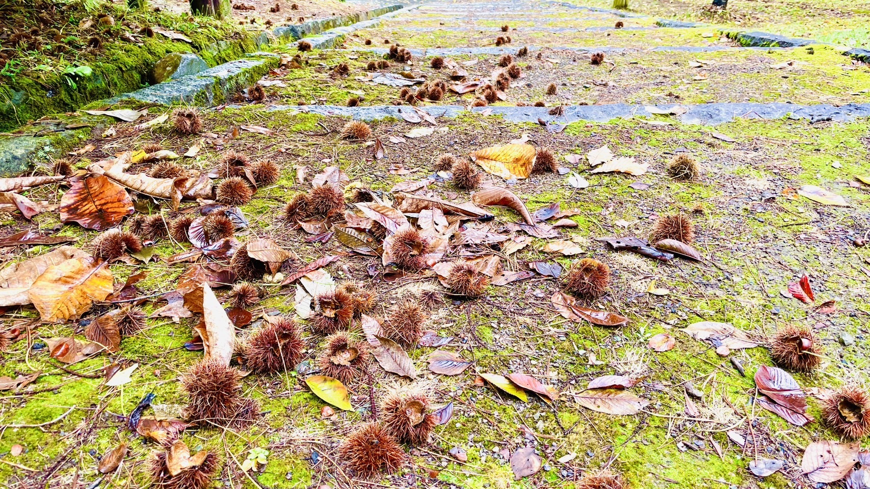 公園内の落ちている栗