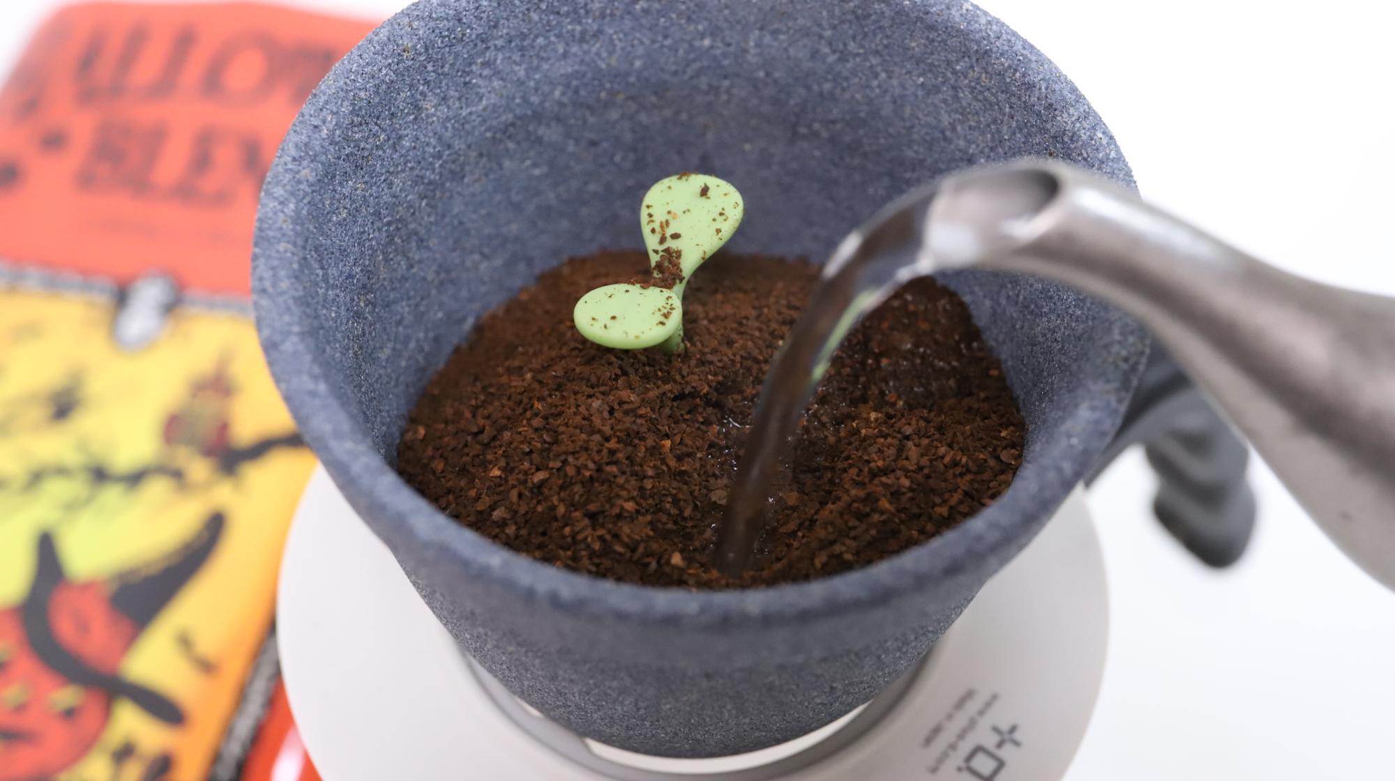 木の芽が生えているみたいで面白いでしょ