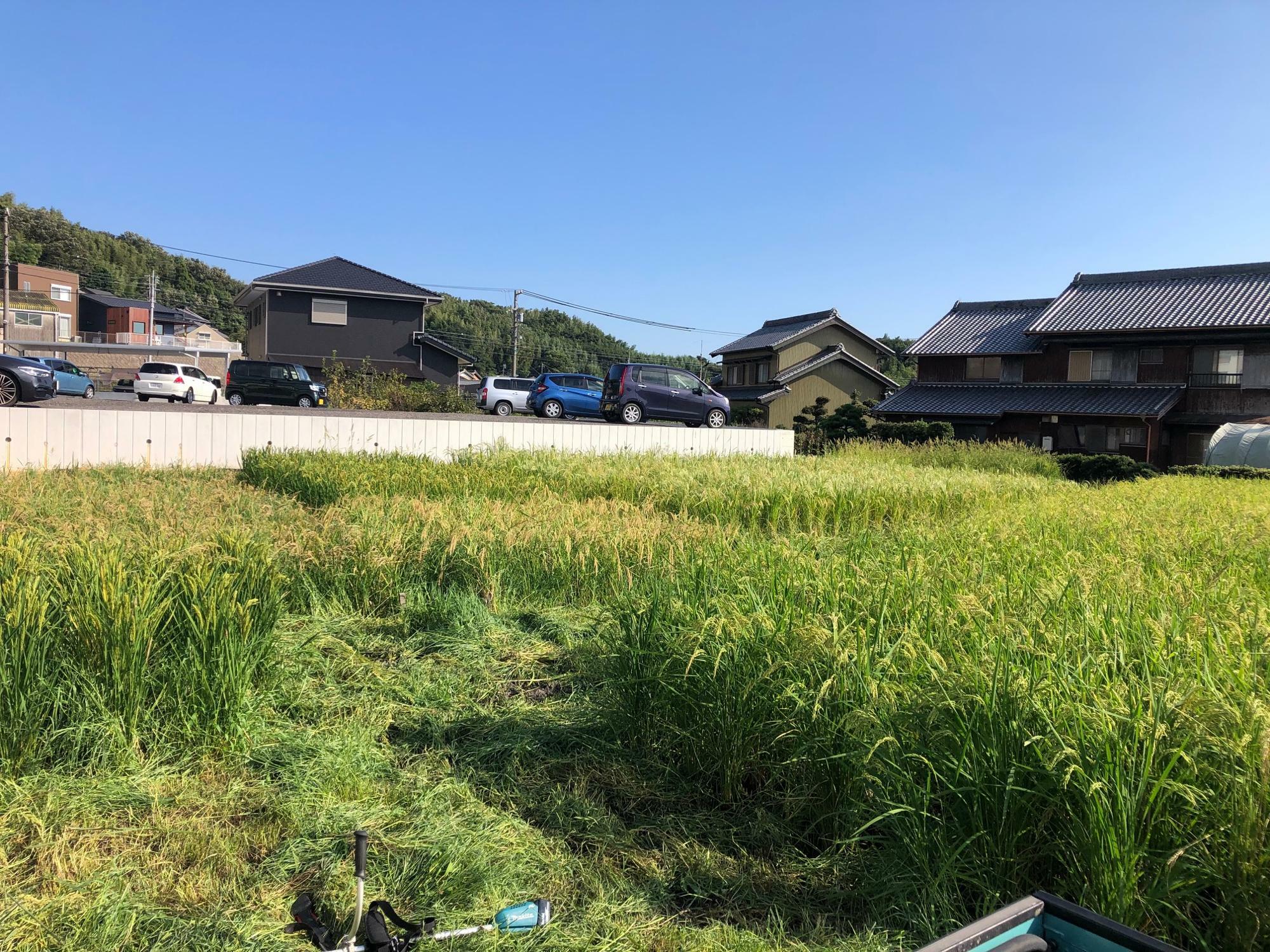 今年初めて借りた田んぼでの米作り。土が良いのか雑草もすごかったけど、稲もたわわに実っています。