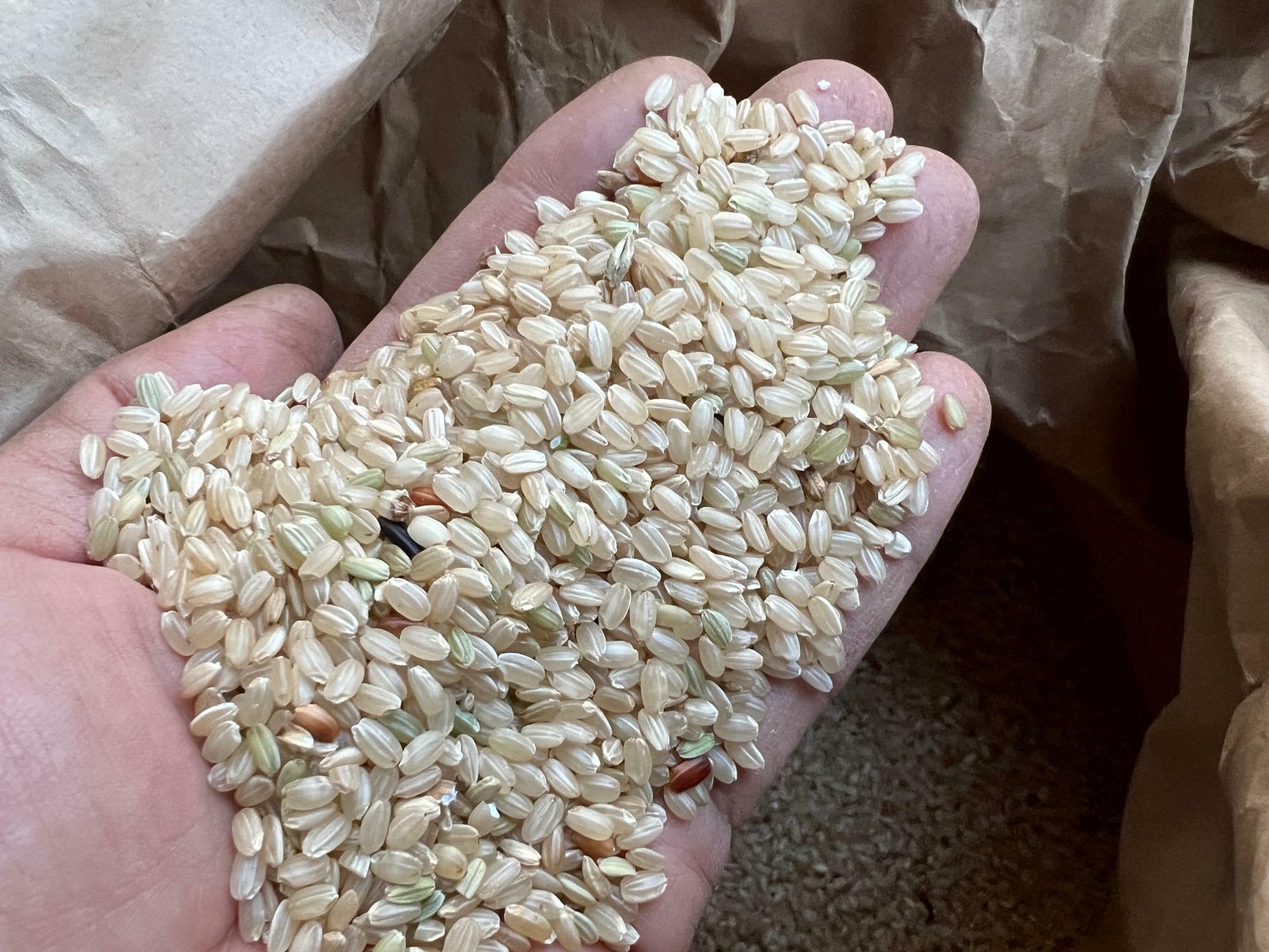 複数の品種を栽培しているので、交雑してる可能性や田植え、稲刈り、脱穀の時に他の品種と混ざりやすい。これは特に混じっている袋だけど、赤や黒、緑色にモチ米も混じっています。