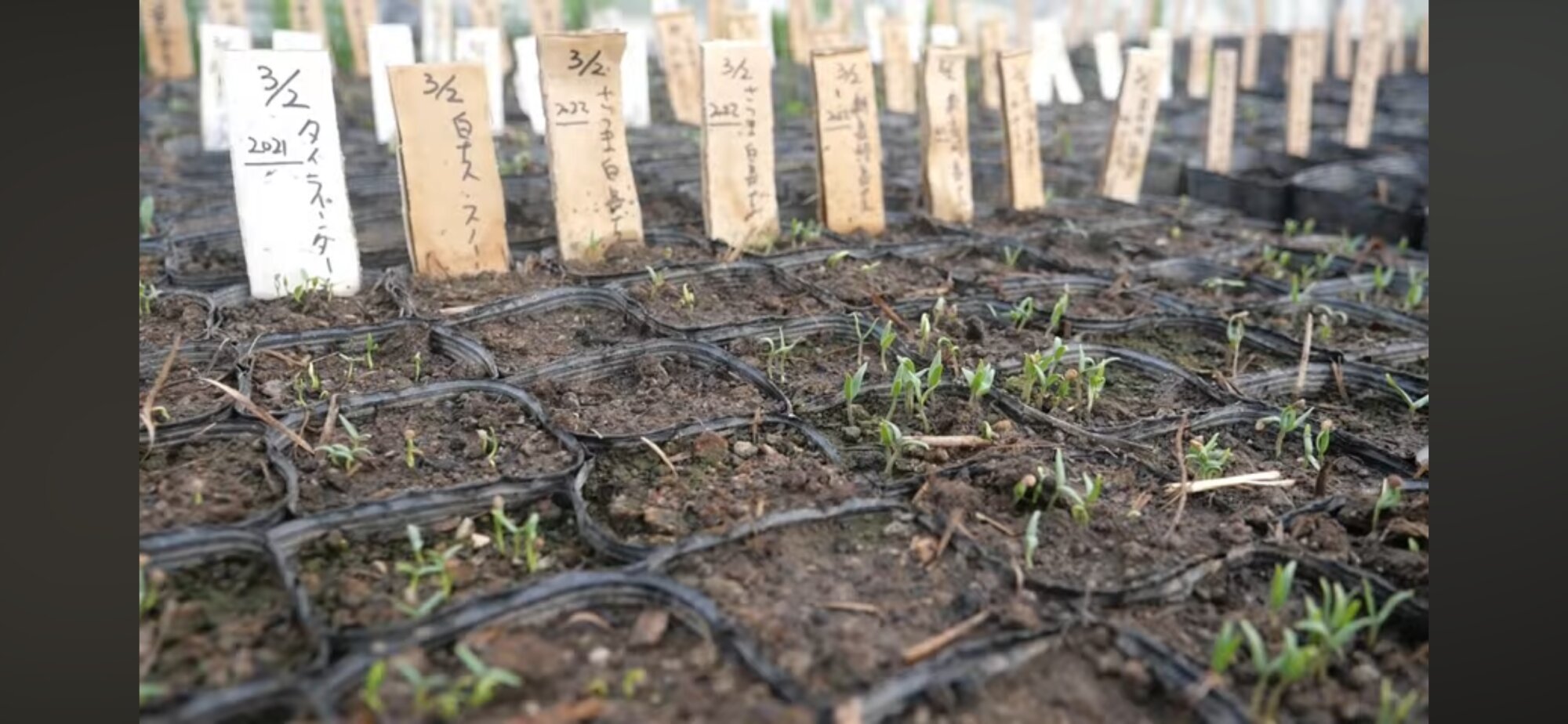 2024年3月19日：育苗用ビニールハウス内の夏野菜たちは種蒔きから20日前後でようやく発芽してきました。今年の3月は寒い日が多くて例年より遅いです。
