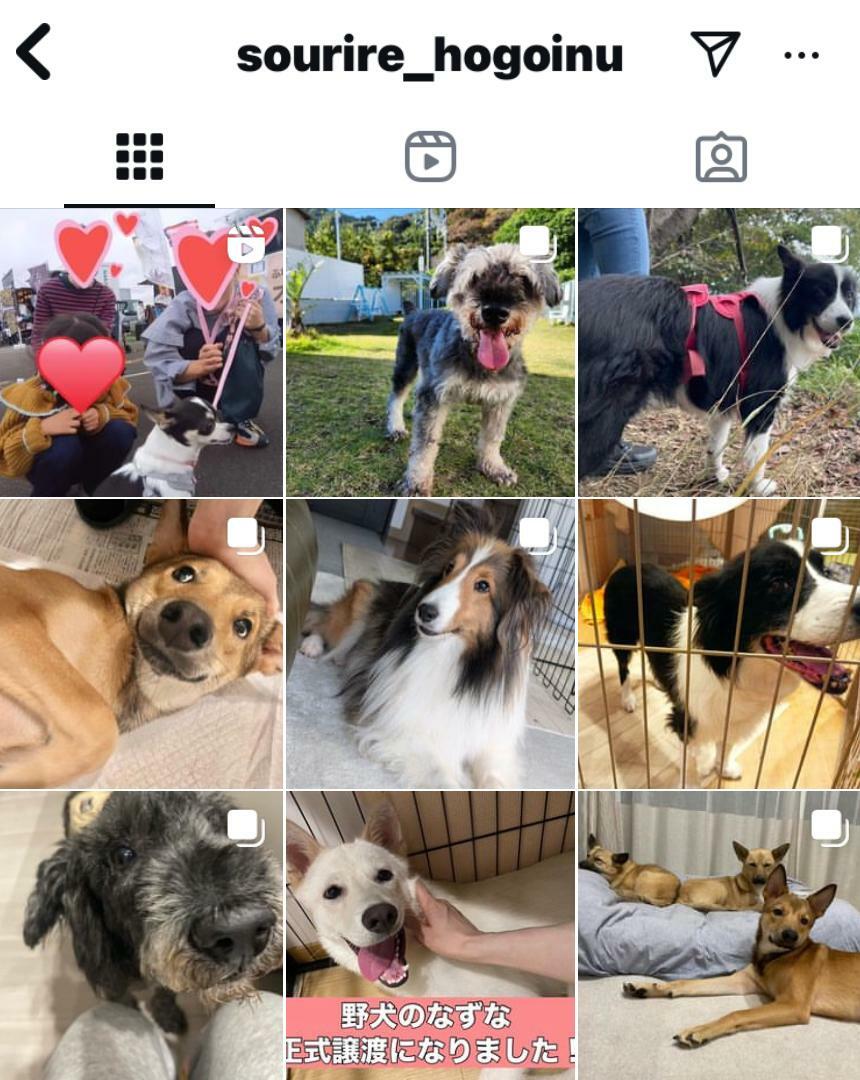 instagramの画像。23日にやってくる犬の一部が紹介されているそうです。