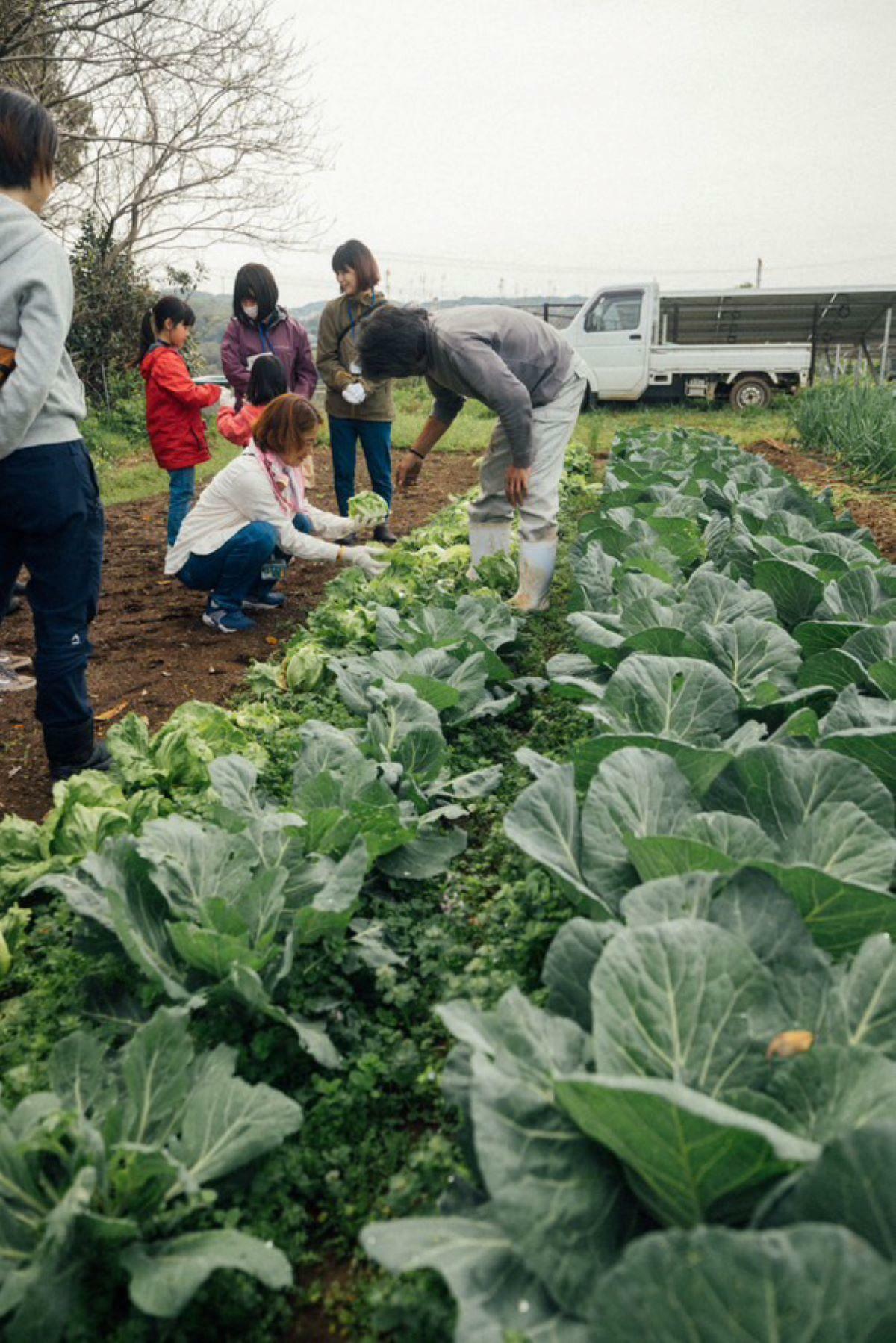 野菜の収穫体験の様子（写真提供：一般社団法人えふさま）