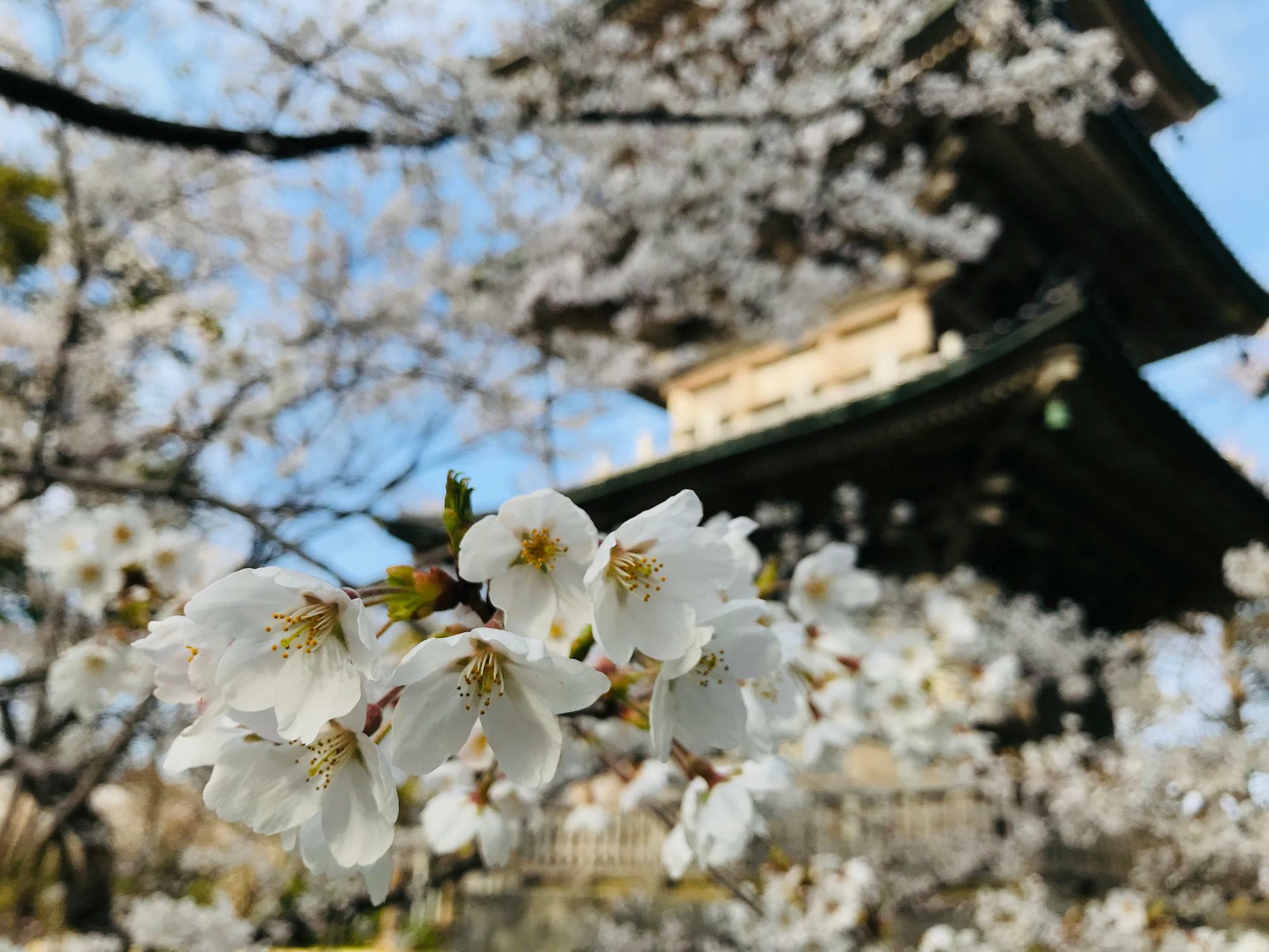 取材した４月上旬、五智国分寺境内の桜がお見事でした！イベント当日は八重桜が見頃です！