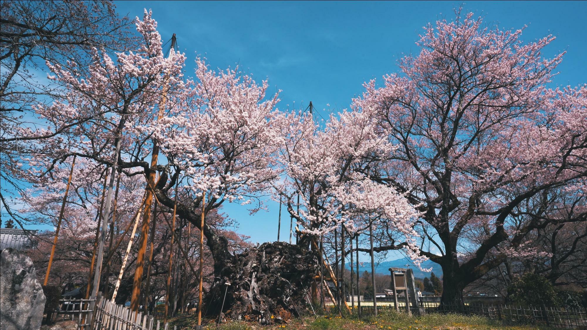樹齢2000年の最古の桜