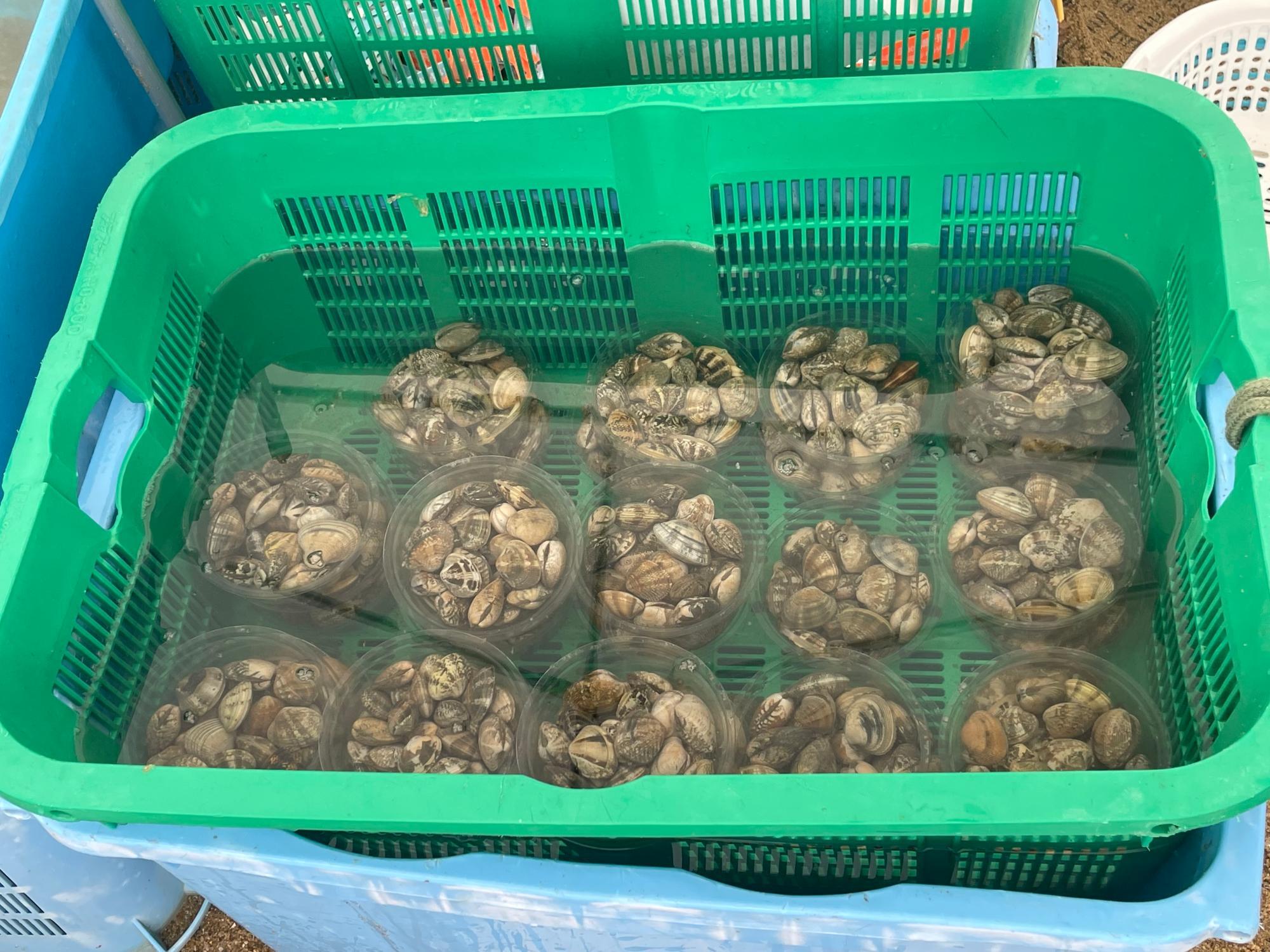 確認用/ジオラマ/新★潮干狩りに行かなくちゃ！ 大寒波の夜の海で潮干狩りしたら予想以上の大漁だった - YouTube