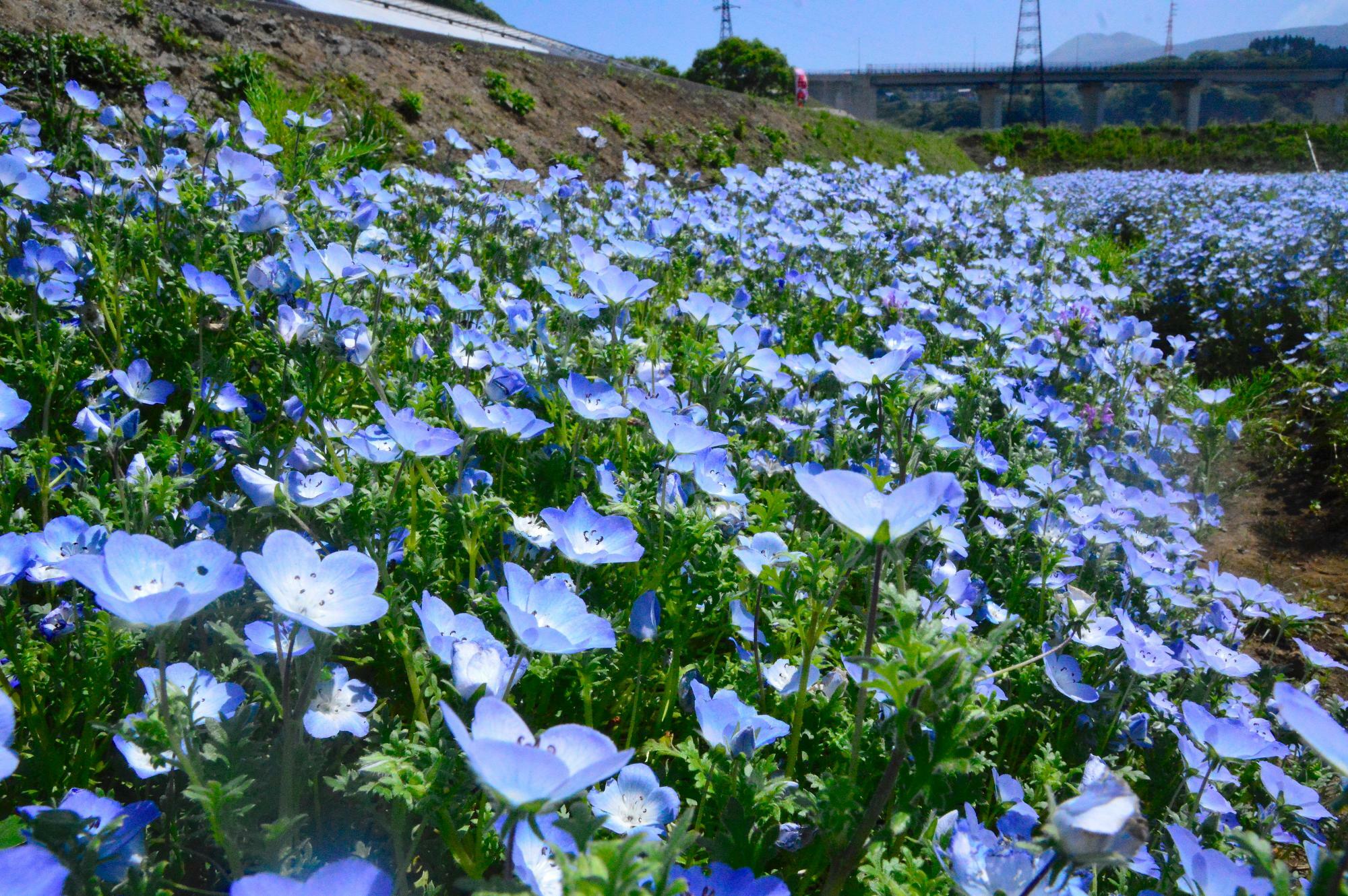 満開のネモフィラ