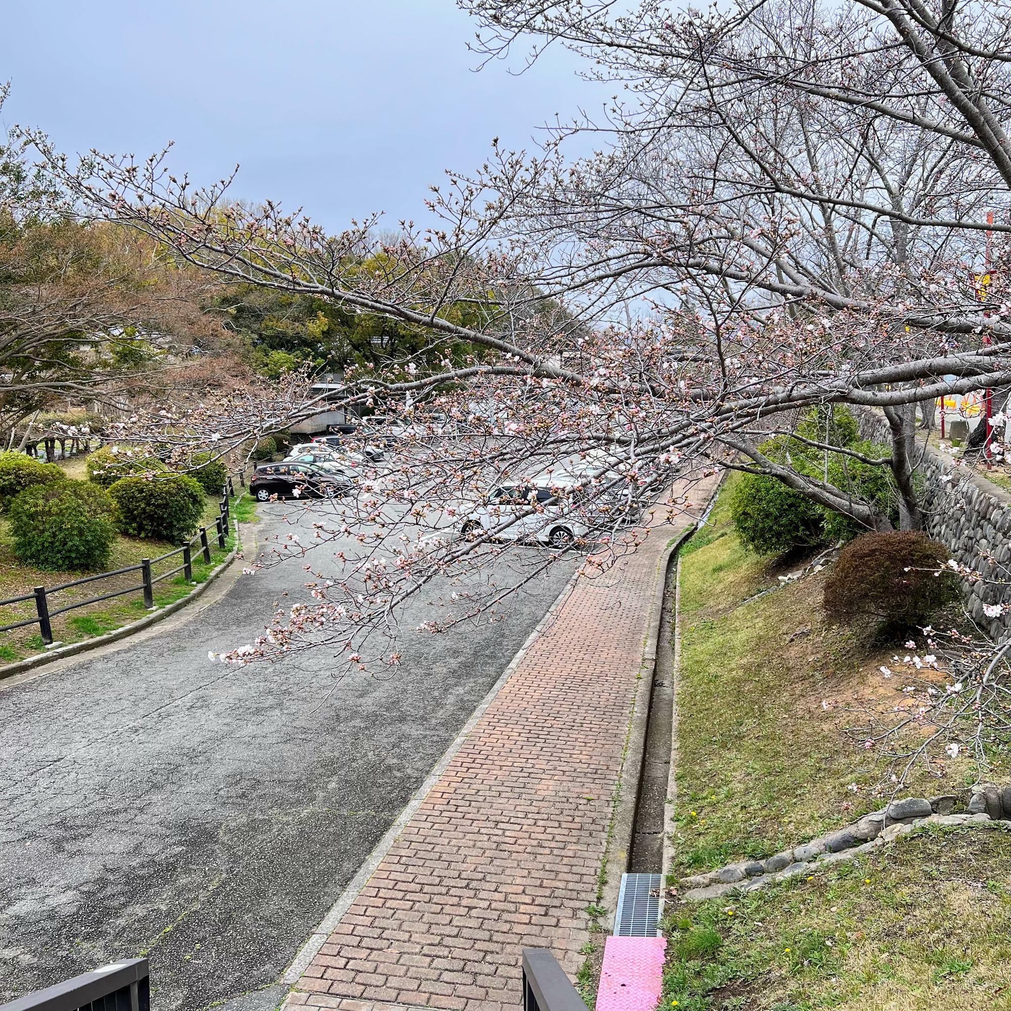 日岡山公園第3駐車場の桜もまばらに咲き始め
