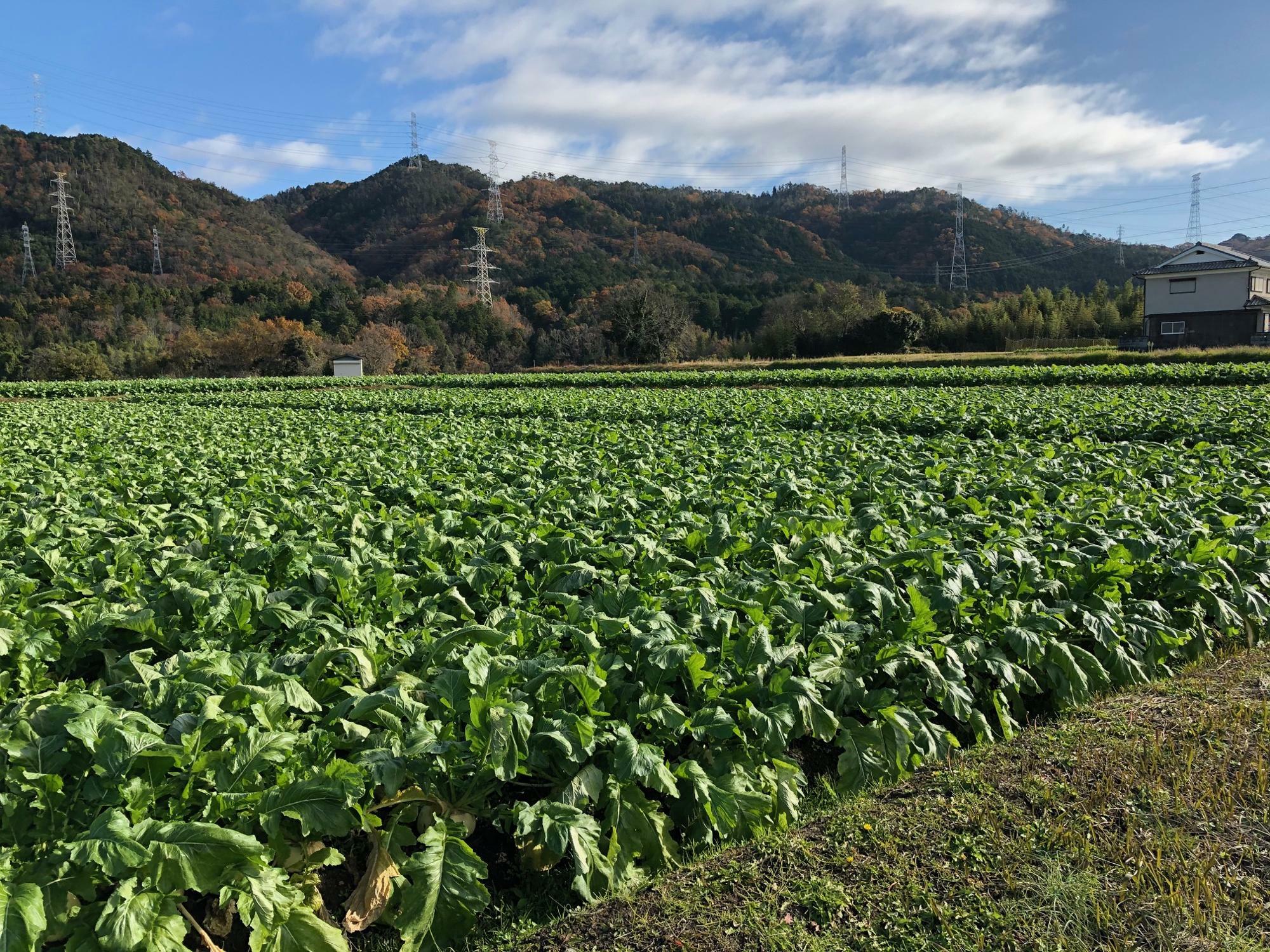 聖護院蕪の畑でしょうか。